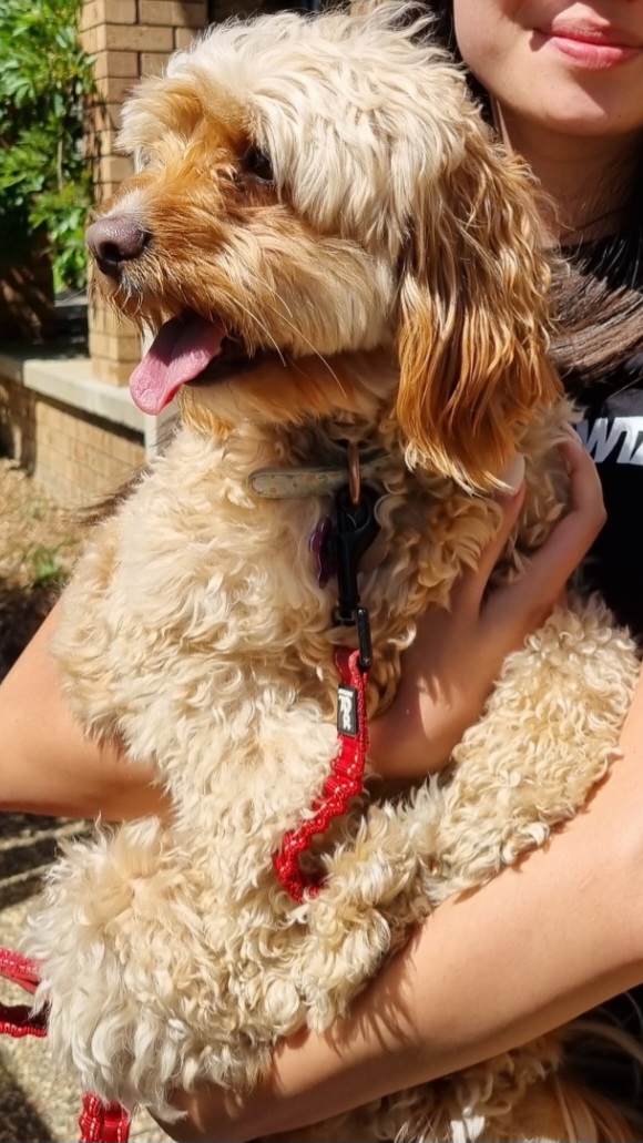The Narooma Dog Groomer