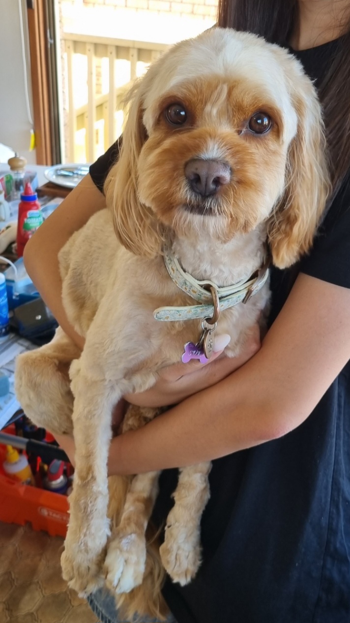 The Narooma Dog Groomer