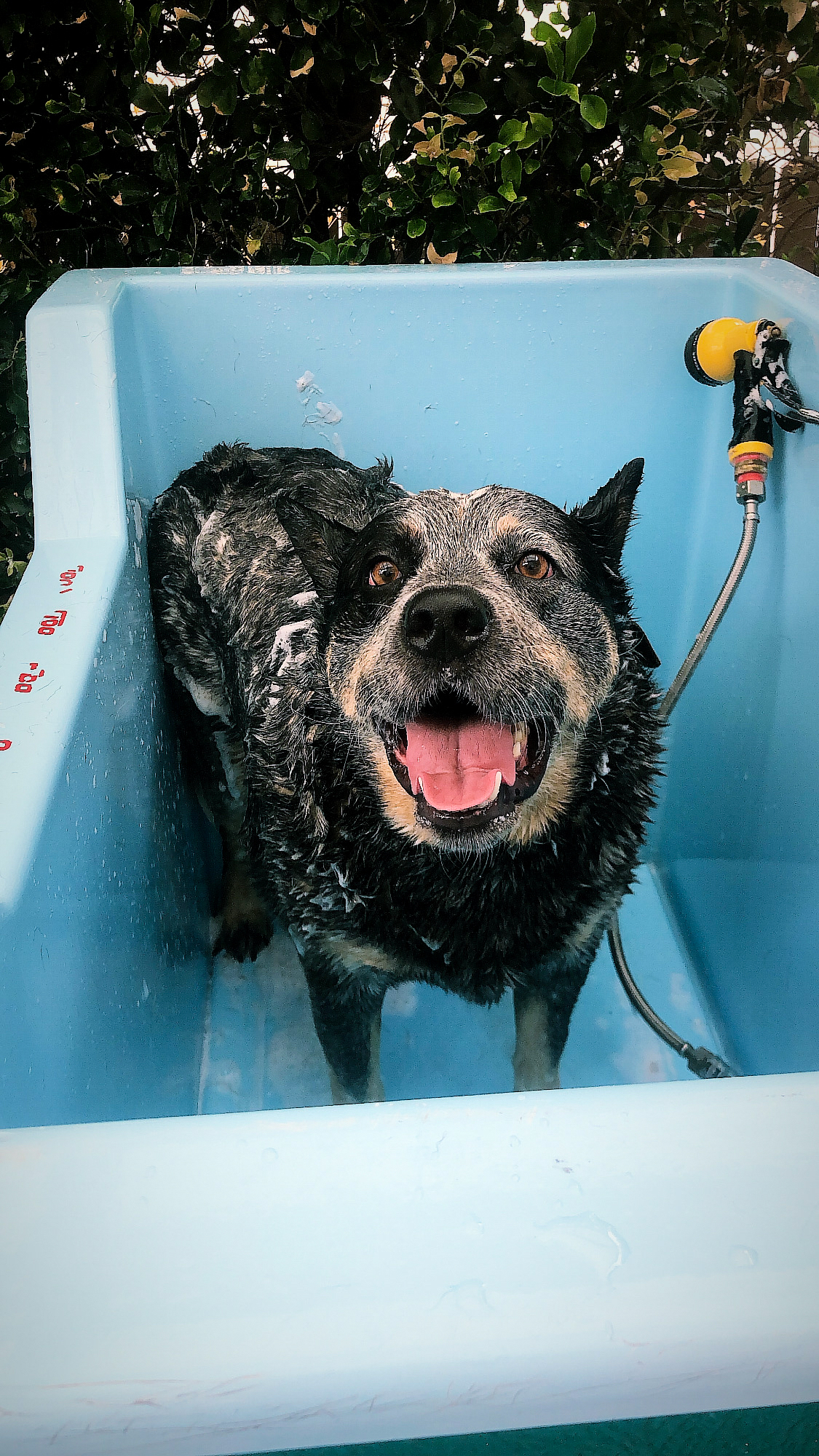 The Narooma Dog Groomer — Pet Groomers