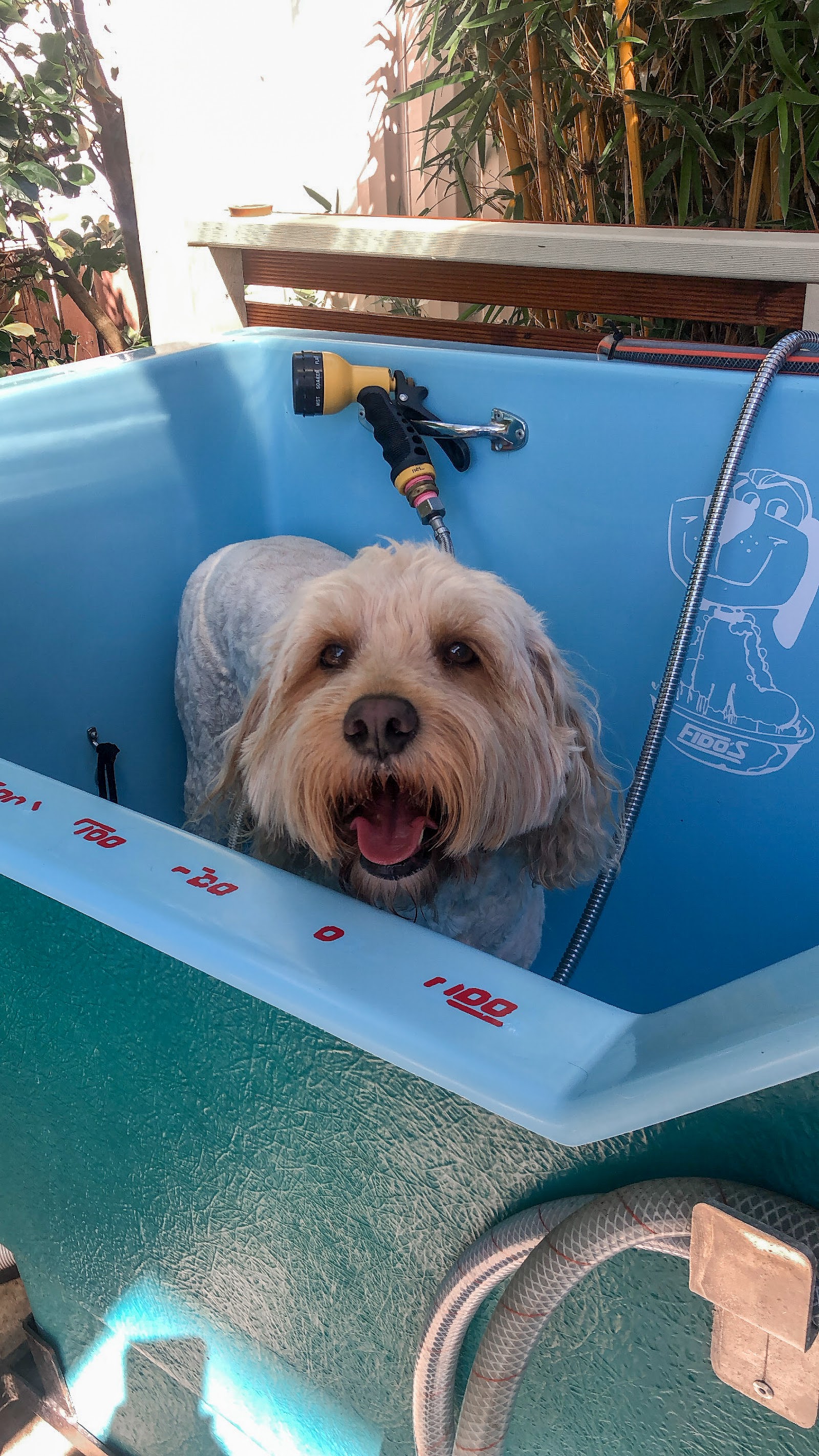 The Narooma Dog Groomer
