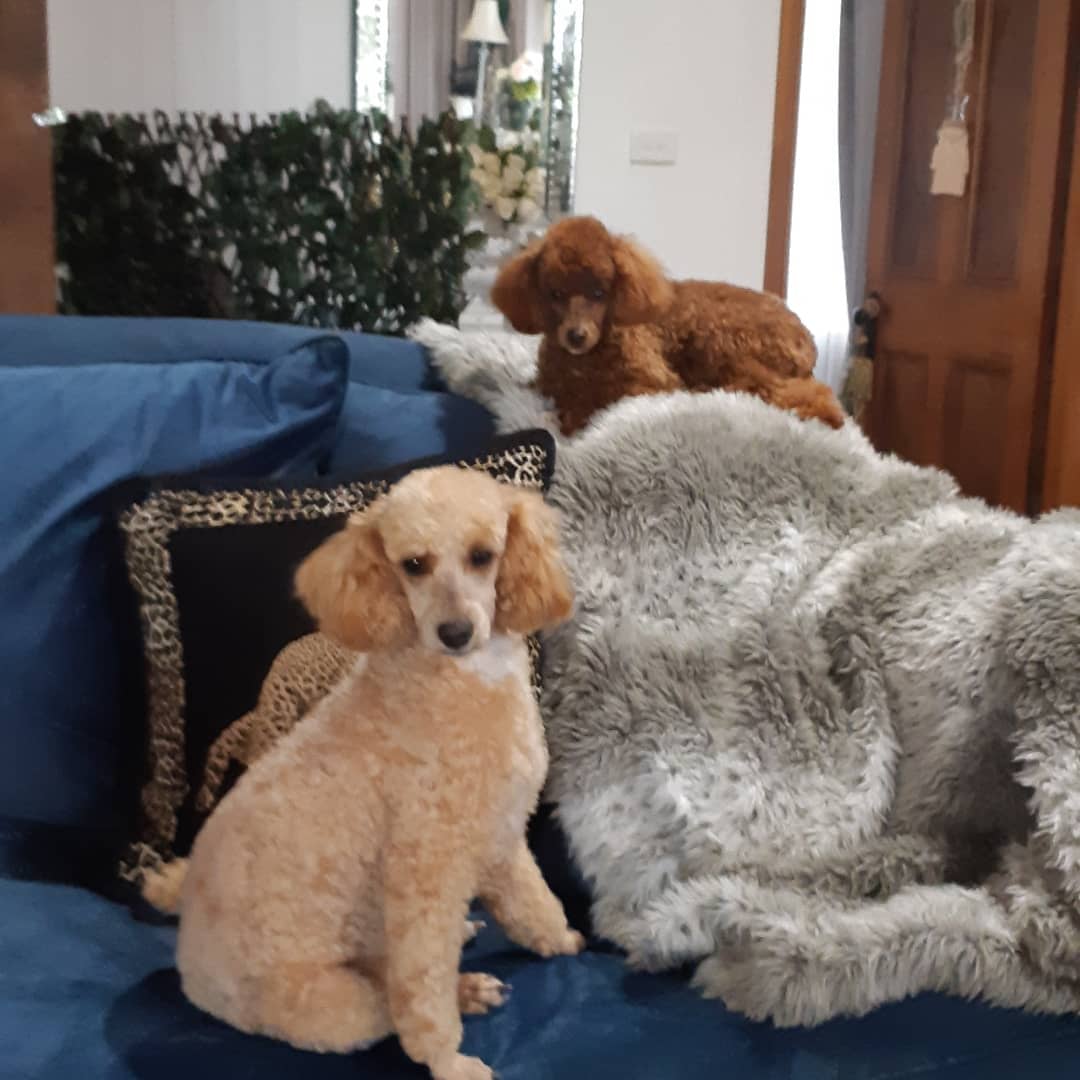 Coastal Grooming Pet Spa