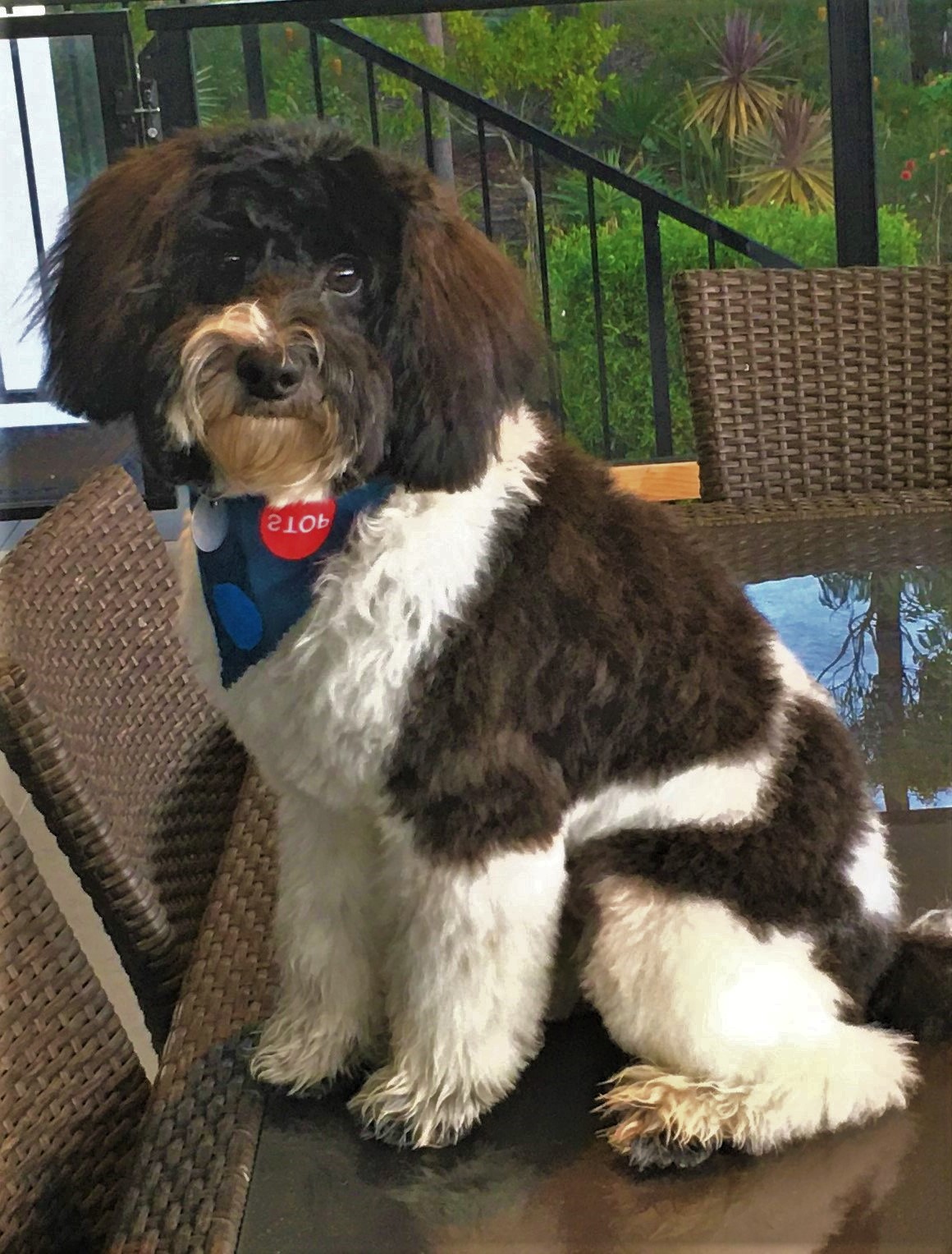 Toi&Moi Grooming Salon — Pet Groomers