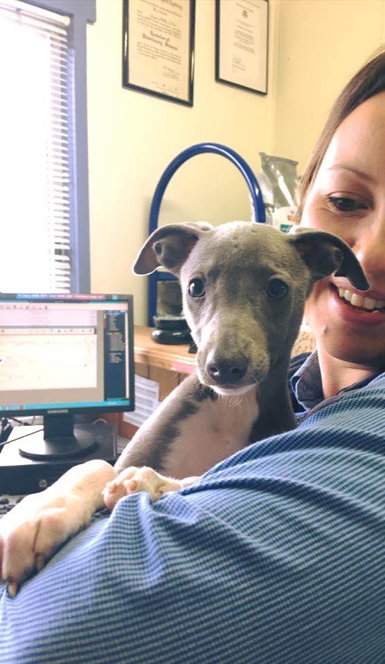 Merimbula Vet — Pet Groomers