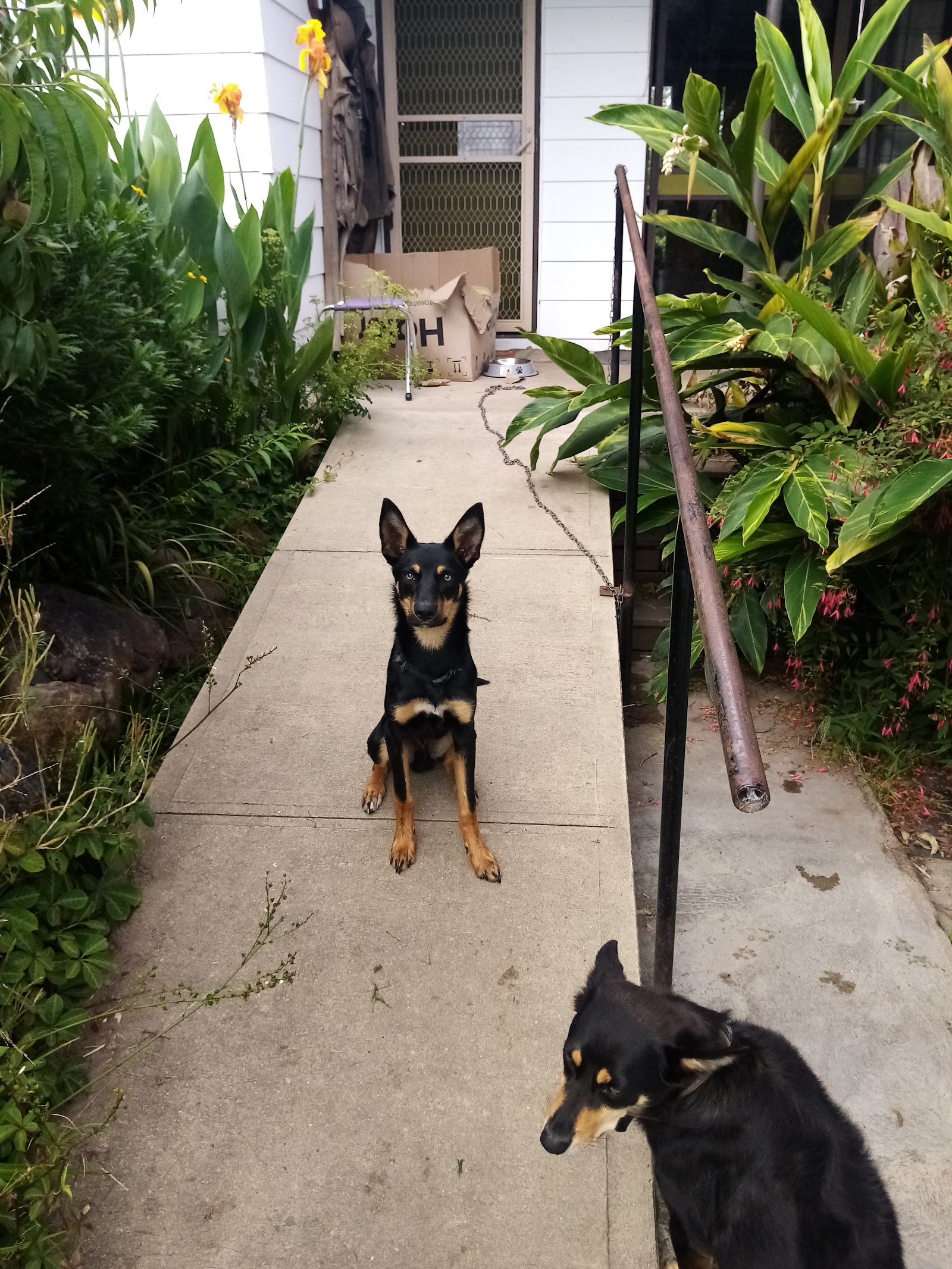 Merimbula Vet