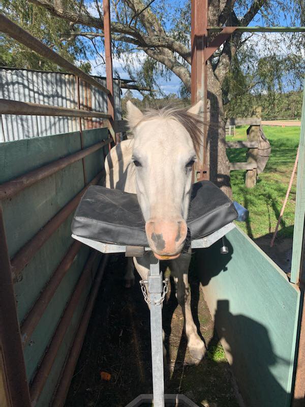 Merimbula Vet