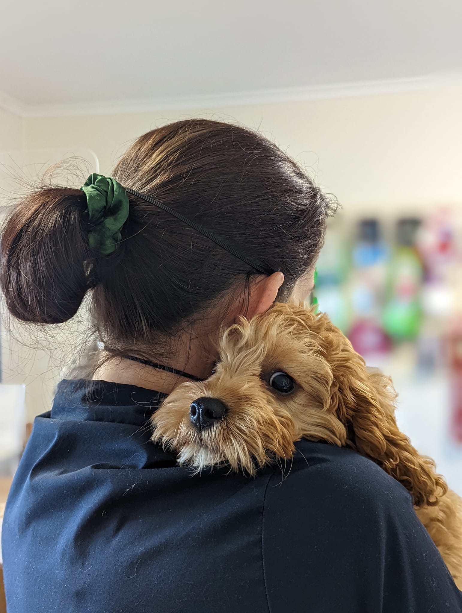 Merimbula Vet