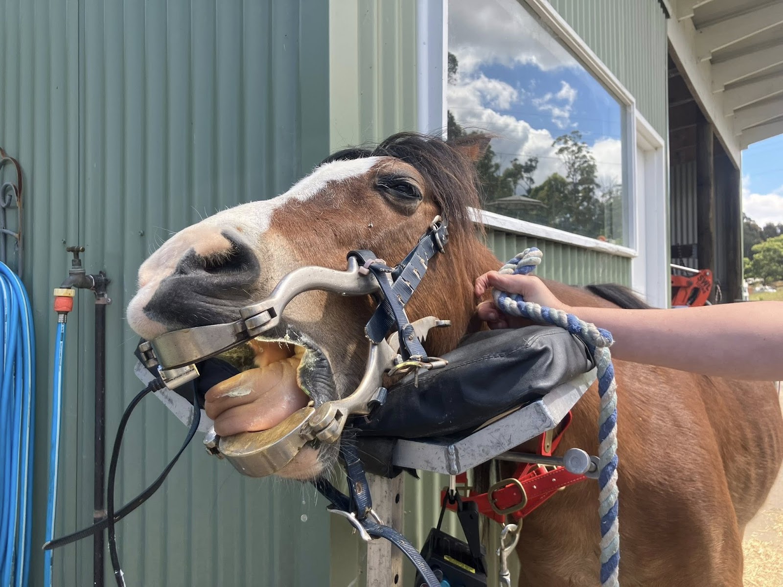 Merimbula Vet