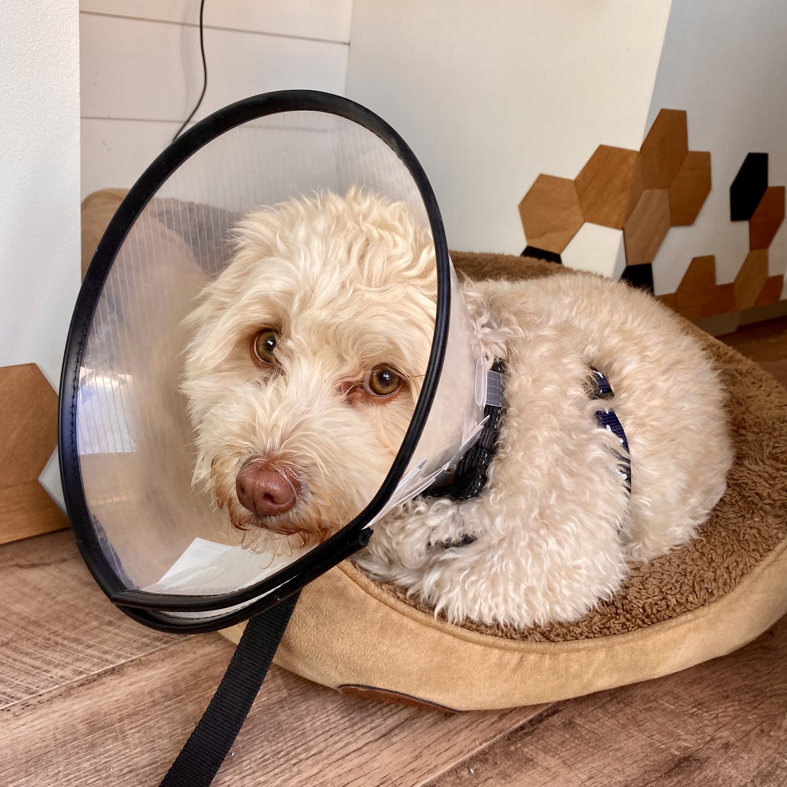 Merimbula Vet