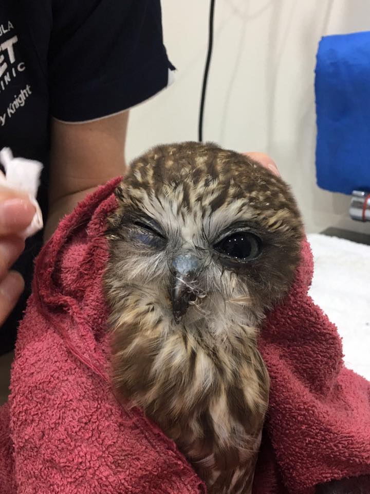 Merimbula Vet