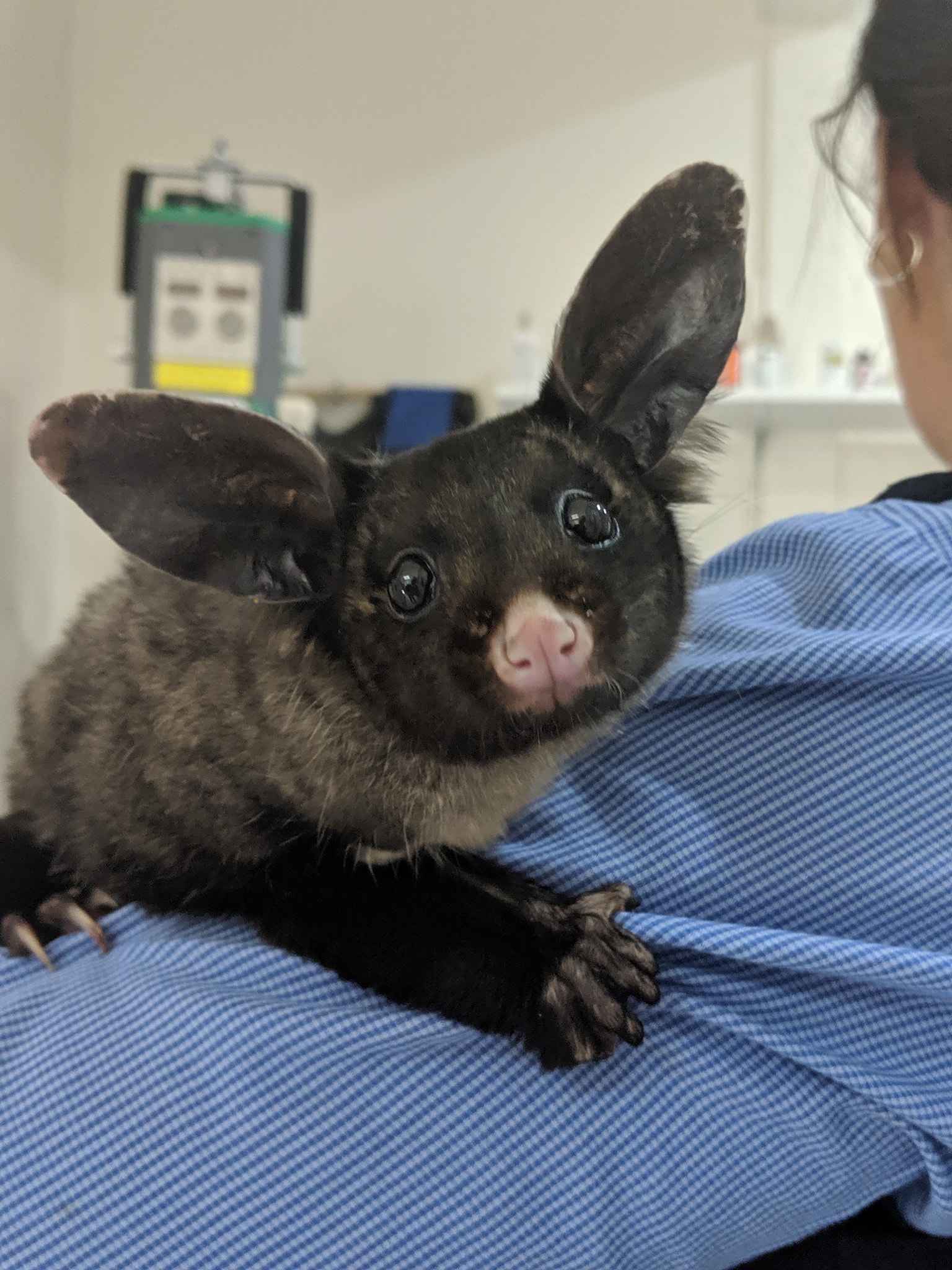 Merimbula Vet