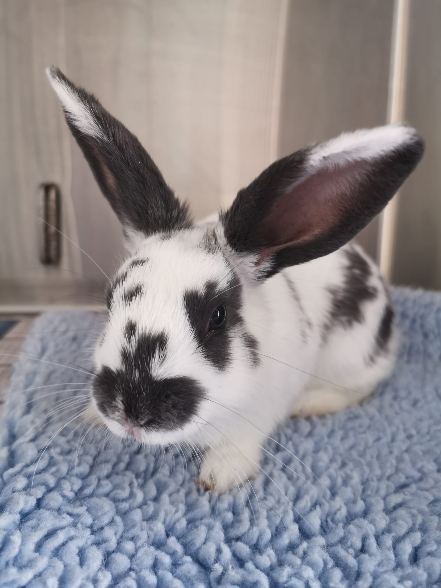 Merimbula Vet