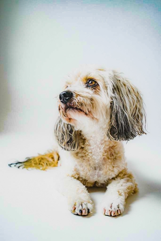 Merimbula Vet