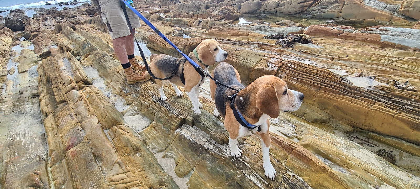 Merimbula Vet