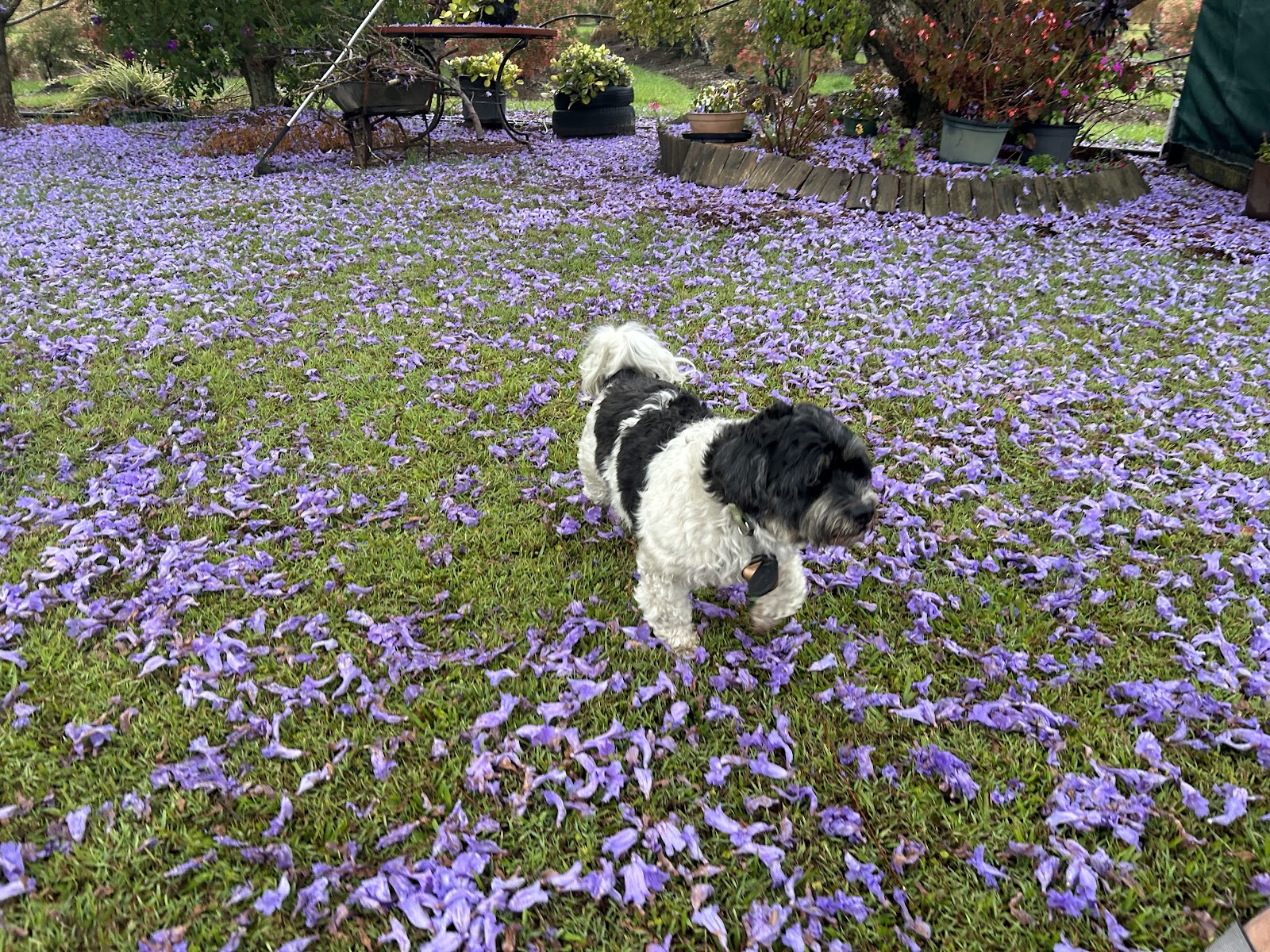 Hugs and Suds Dog Grooming — Pet Groomers