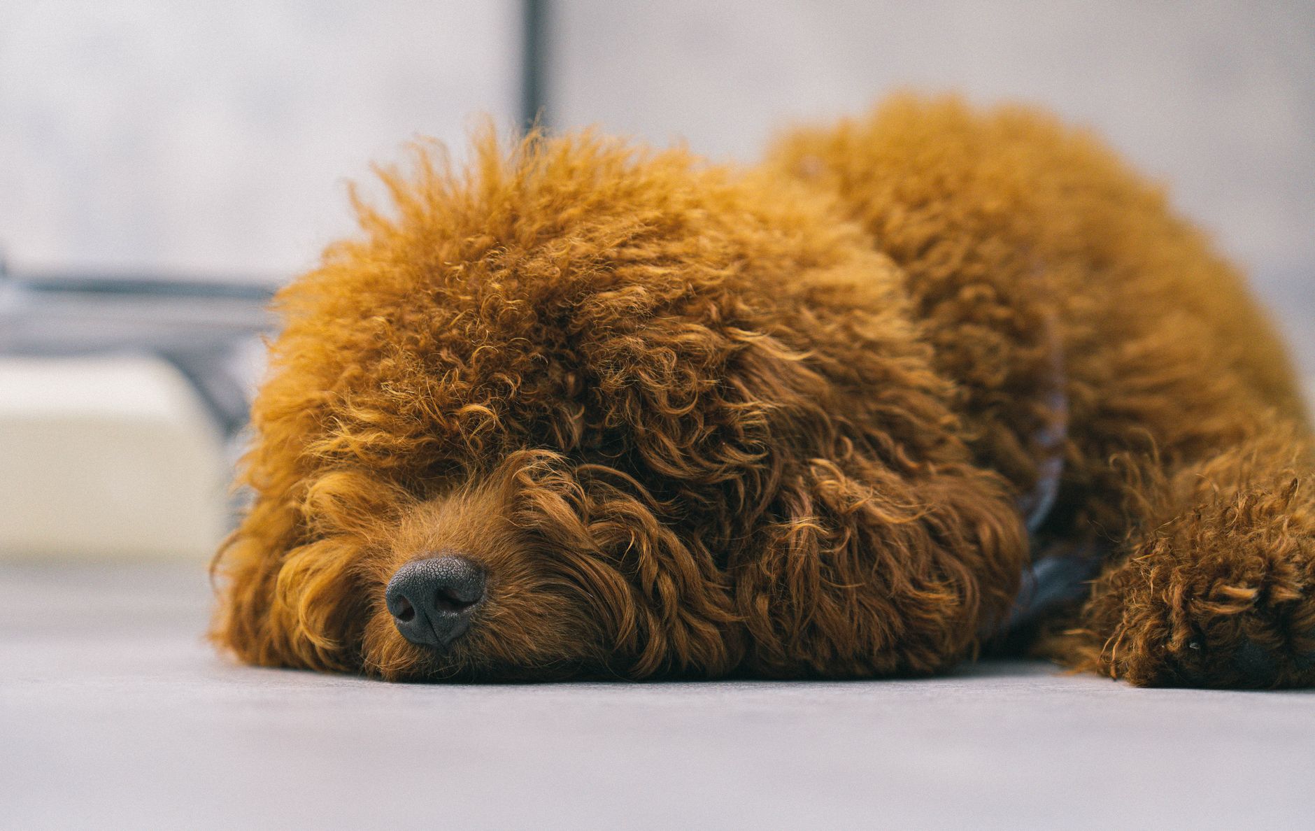 Carly's Canine Creations — Pet Groomers