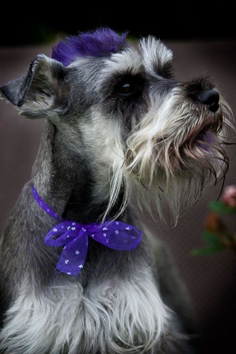 Groomingdayles Mobile Pet Grooming Salon Central Coast — Pet Groomers