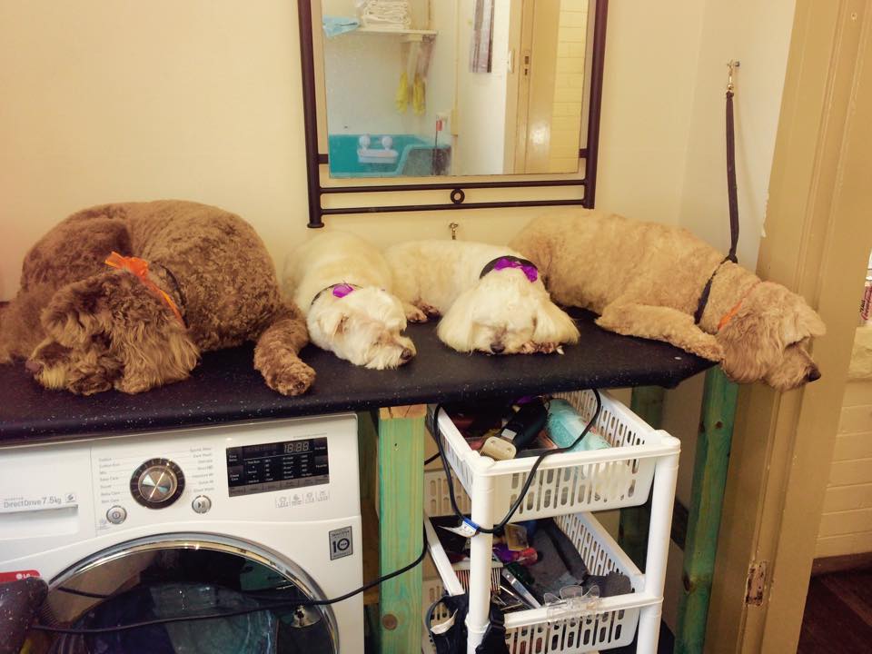 Groomingdayles Mobile Pet Grooming Salon Central Coast
