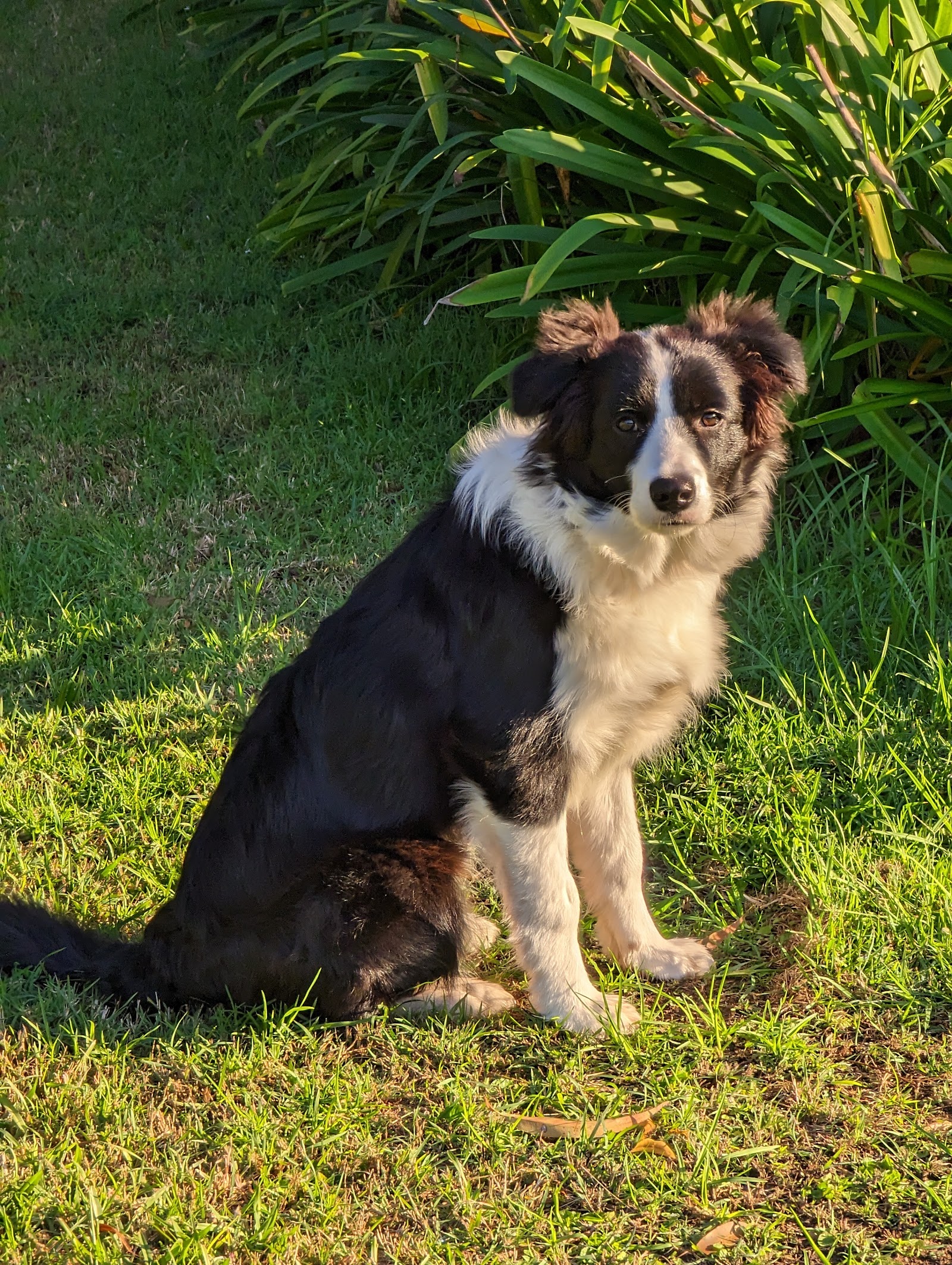 Groomingdayles Mobile Pet Grooming Salon Central Coast