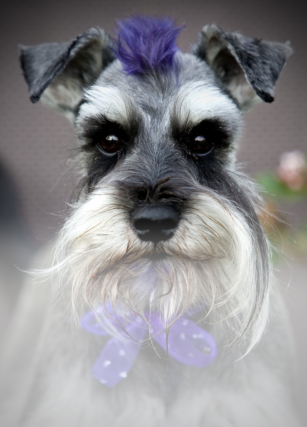 Groomingdayles Mobile Pet Grooming Salon Central Coast