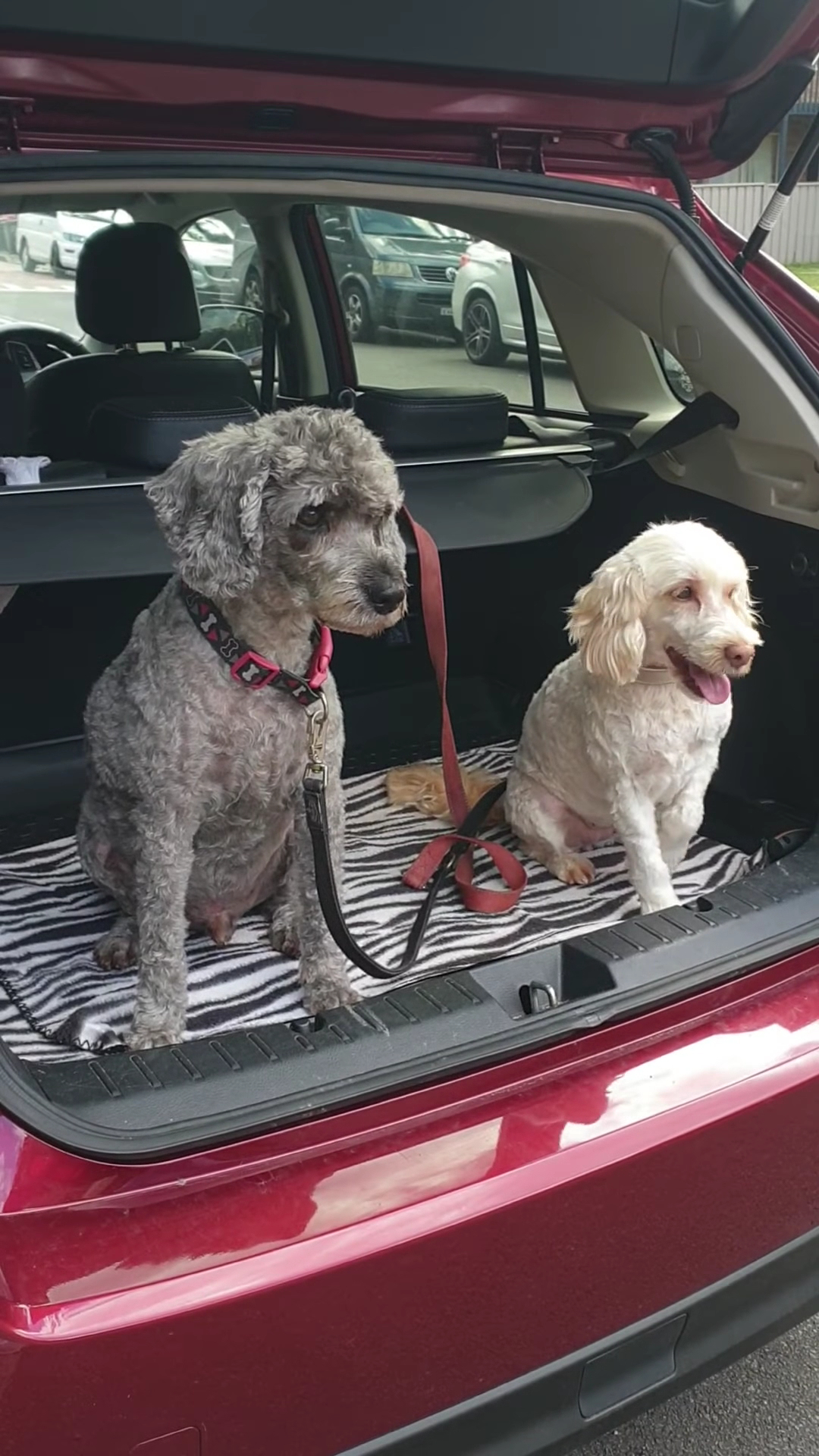 Precious Pets