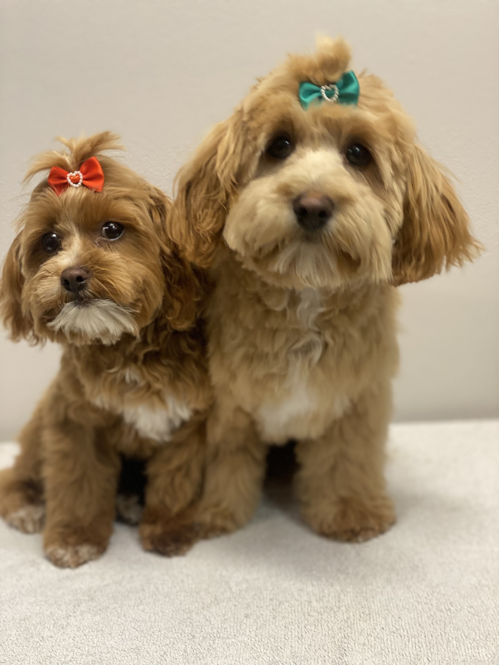 Precious Pets — Pet Groomers