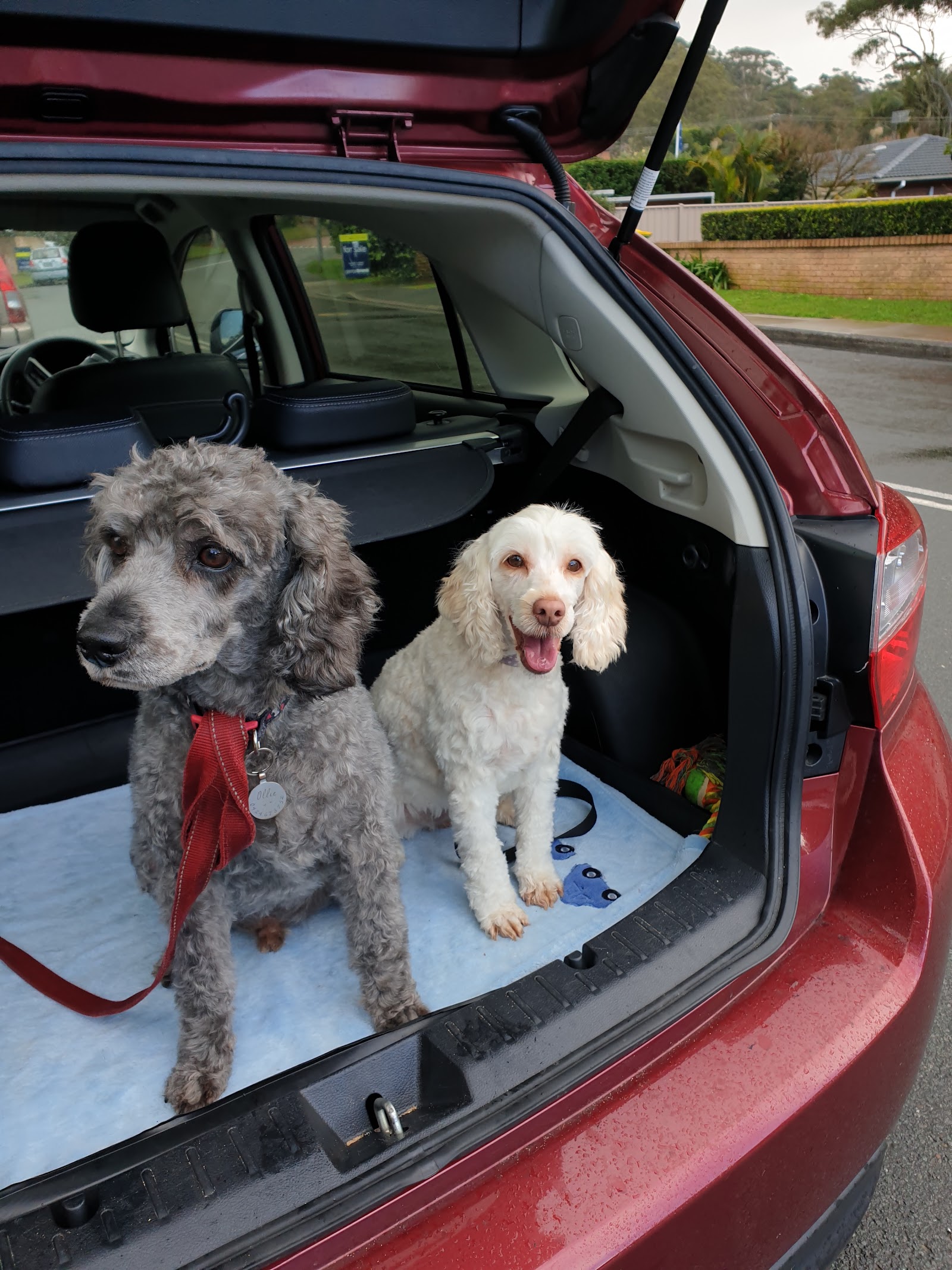 Precious Pets