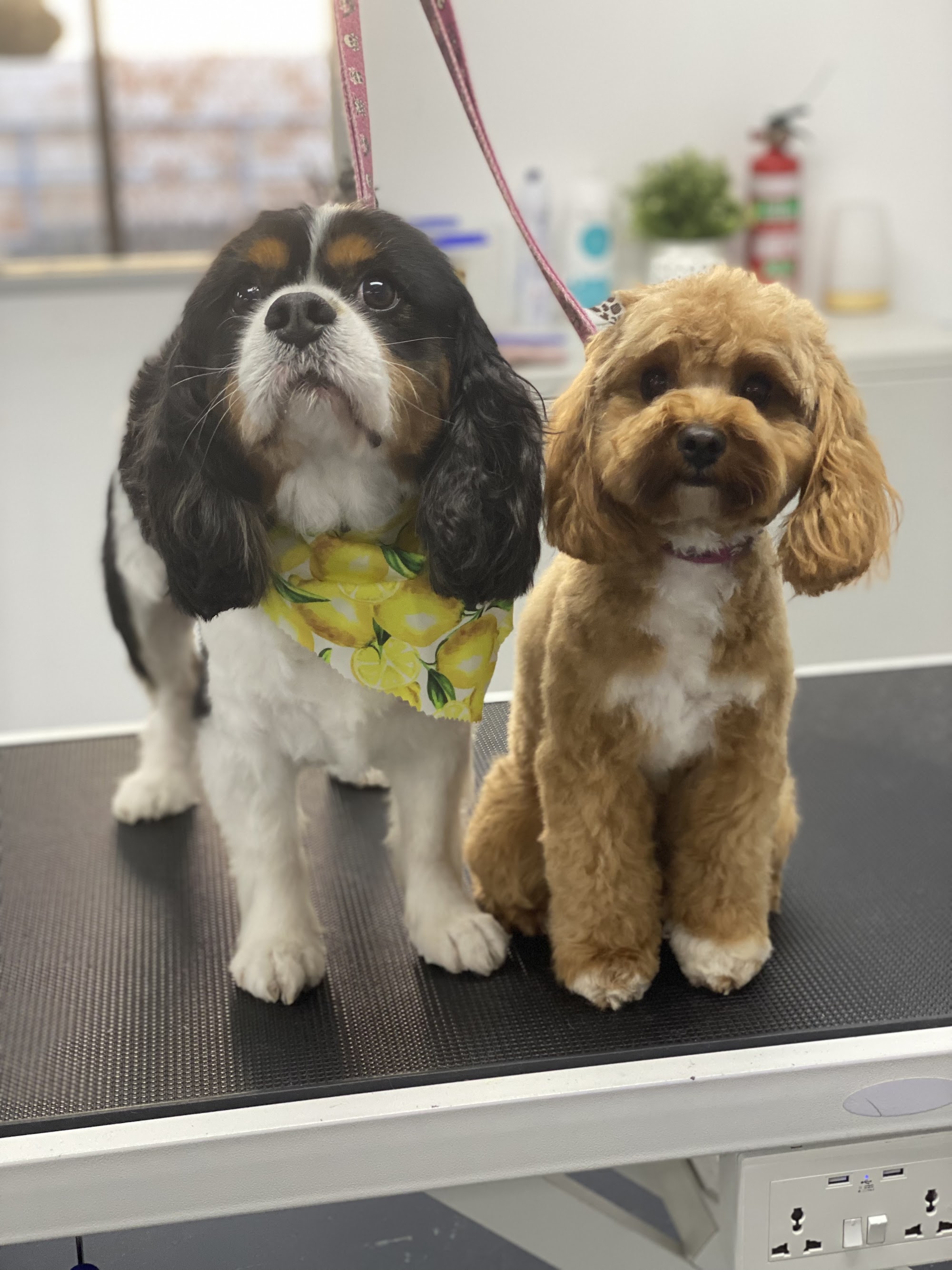 Urban Pups Pet Styling — Pet Groomers