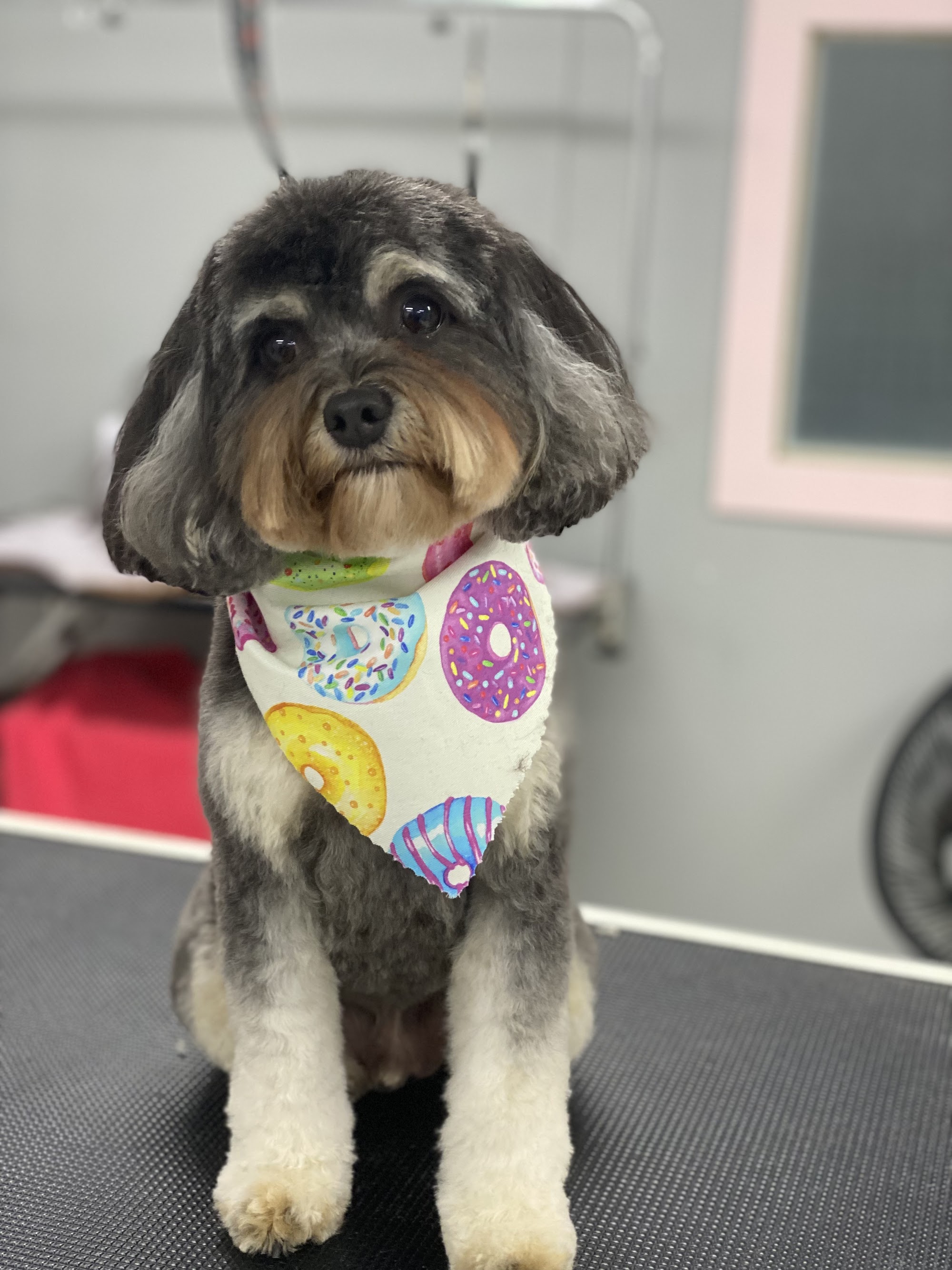 Urban Pups Pet Styling