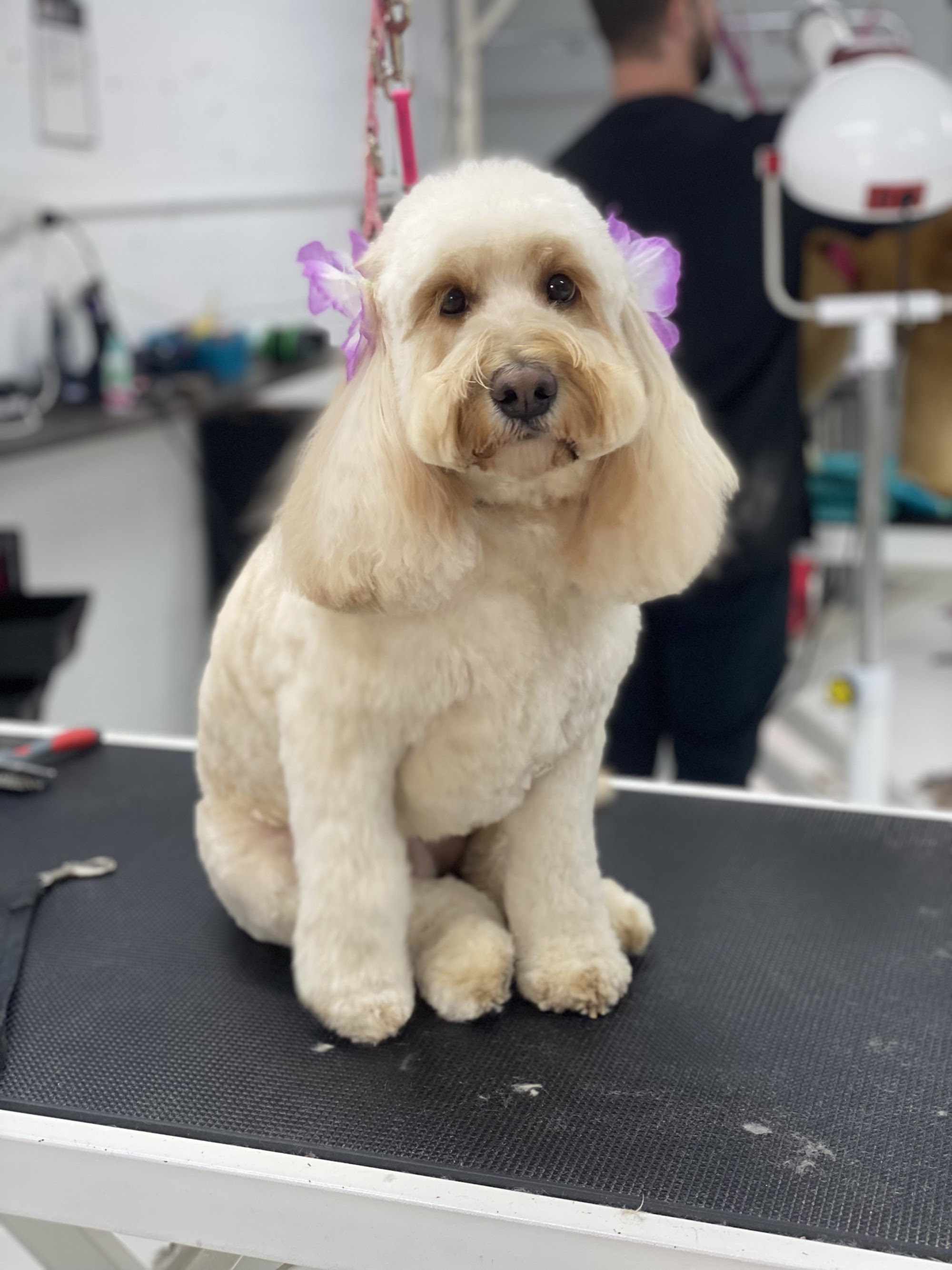 Urban Pups Pet Styling