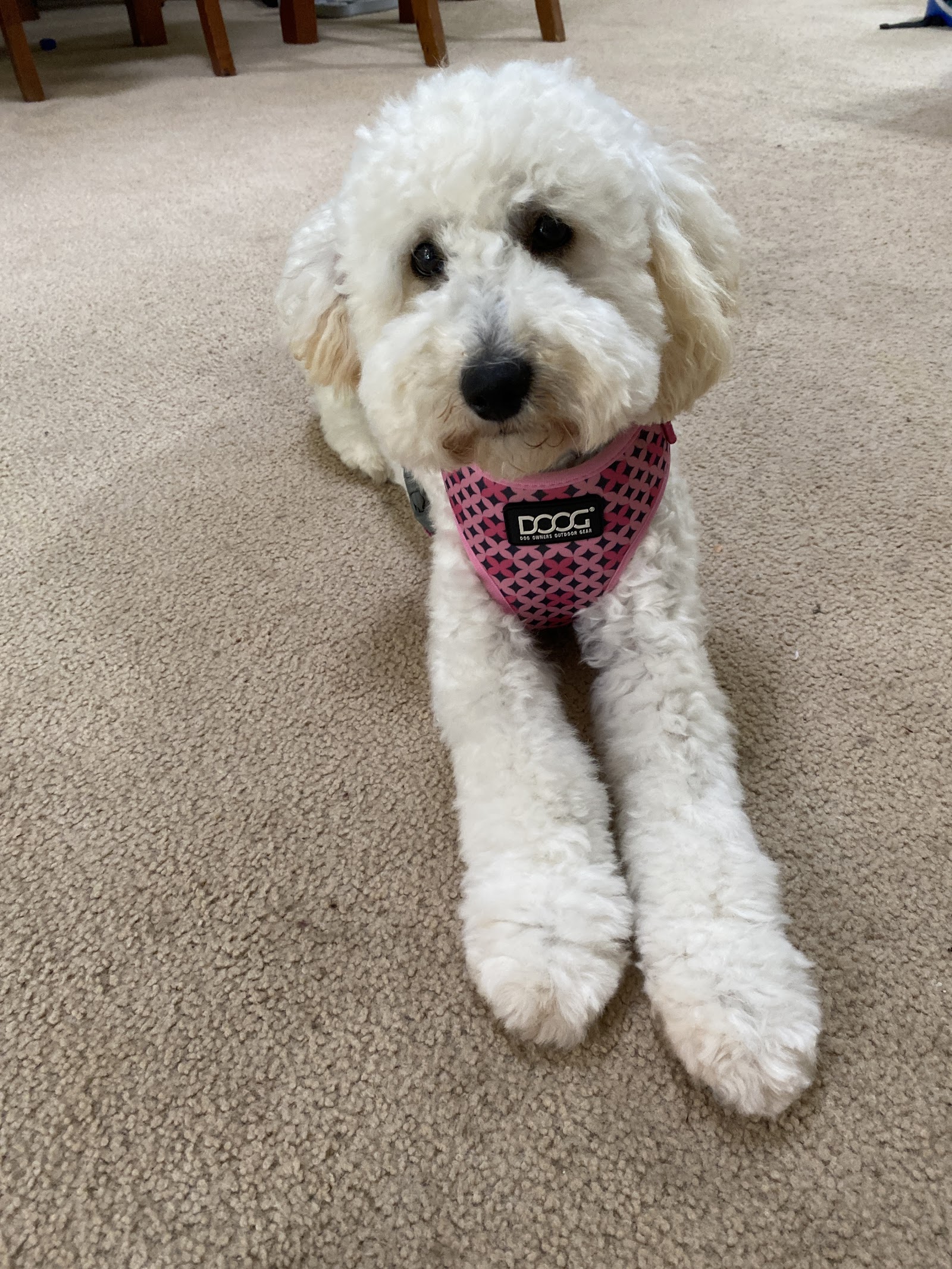 Barks and Bubbles Paw Pawtique