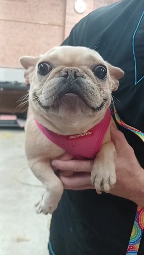 Barks and Bubbles Paw Pawtique