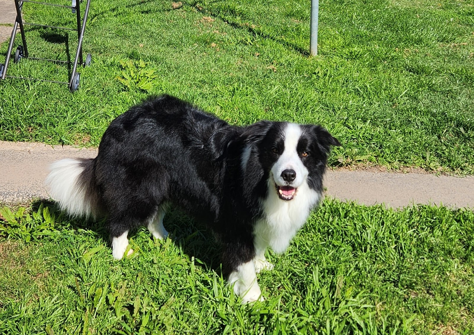 Barks and Bubbles Paw Pawtique