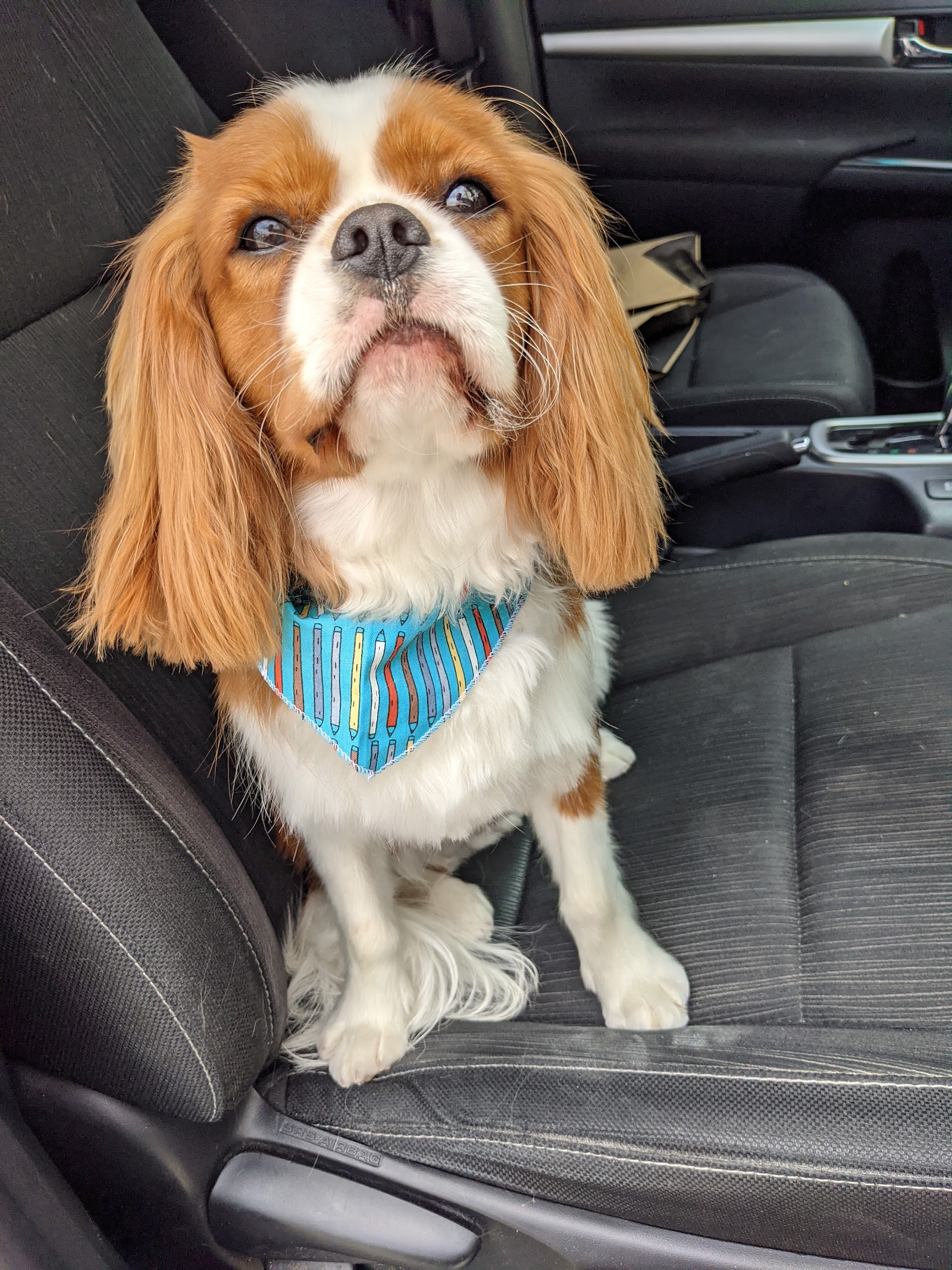 Turner's & Pooch Pet Salon