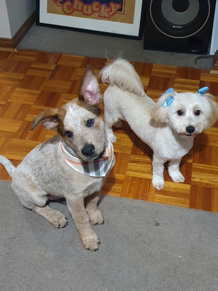 Turner's & Pooch Pet Salon