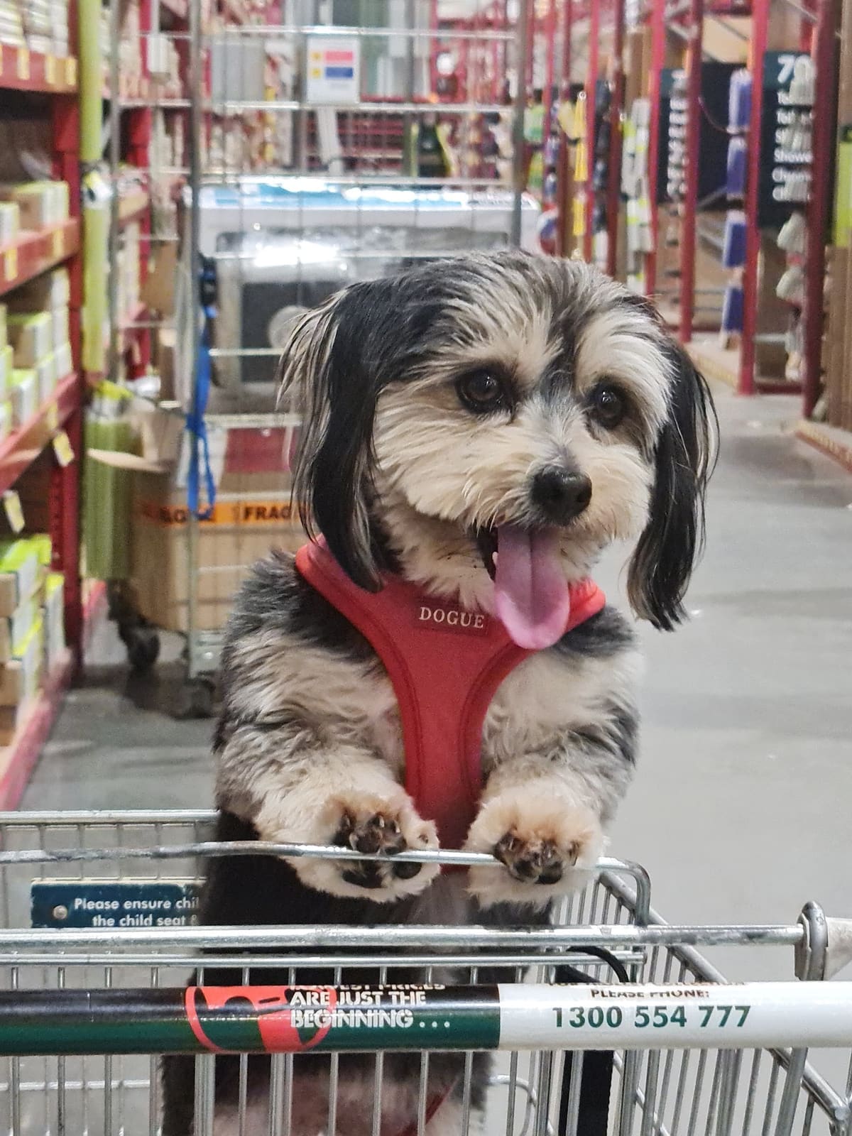 Petstock Tuggerah