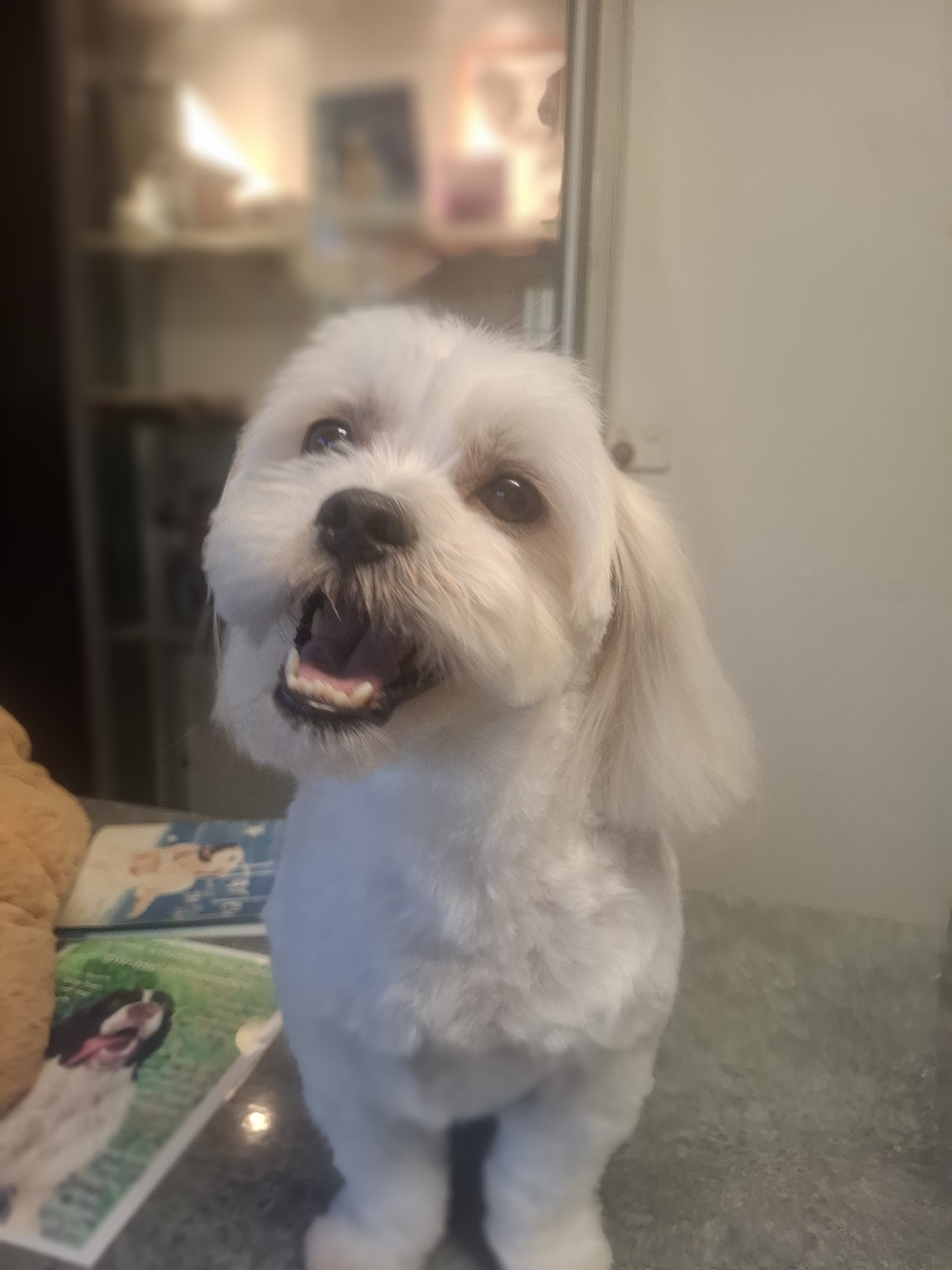 Lisa's dog grooming