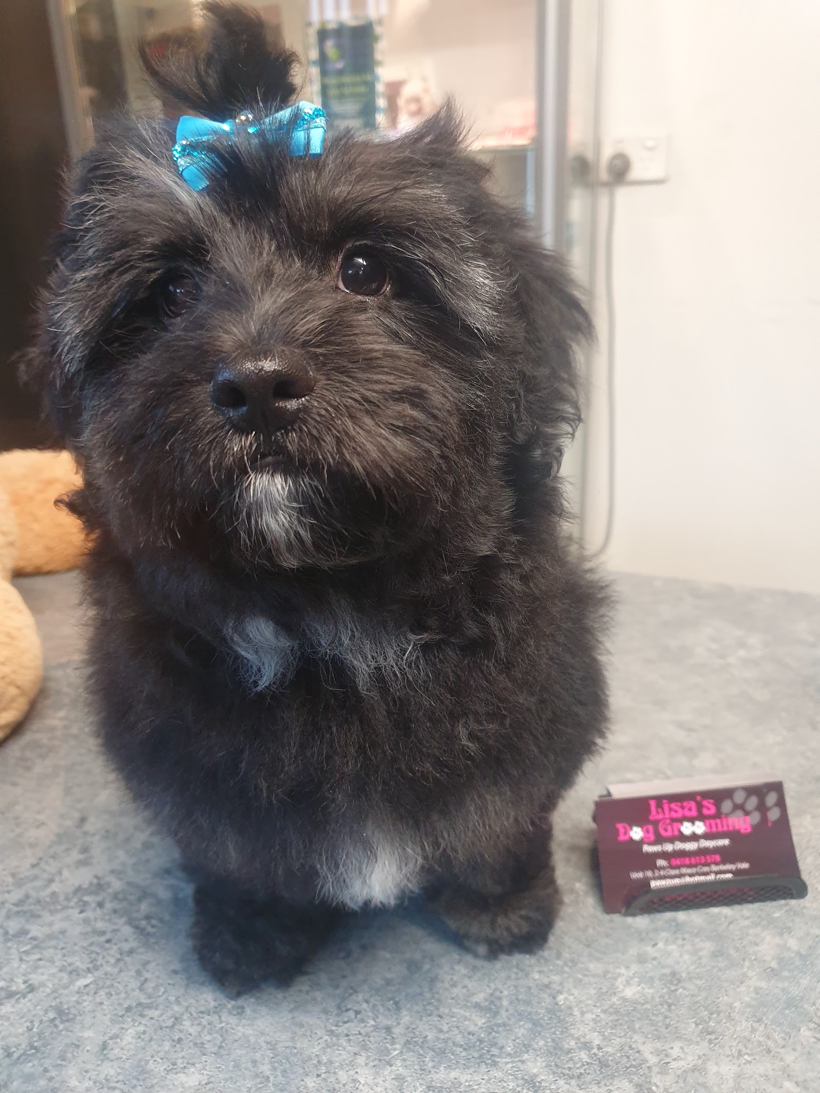 Lisa's dog grooming