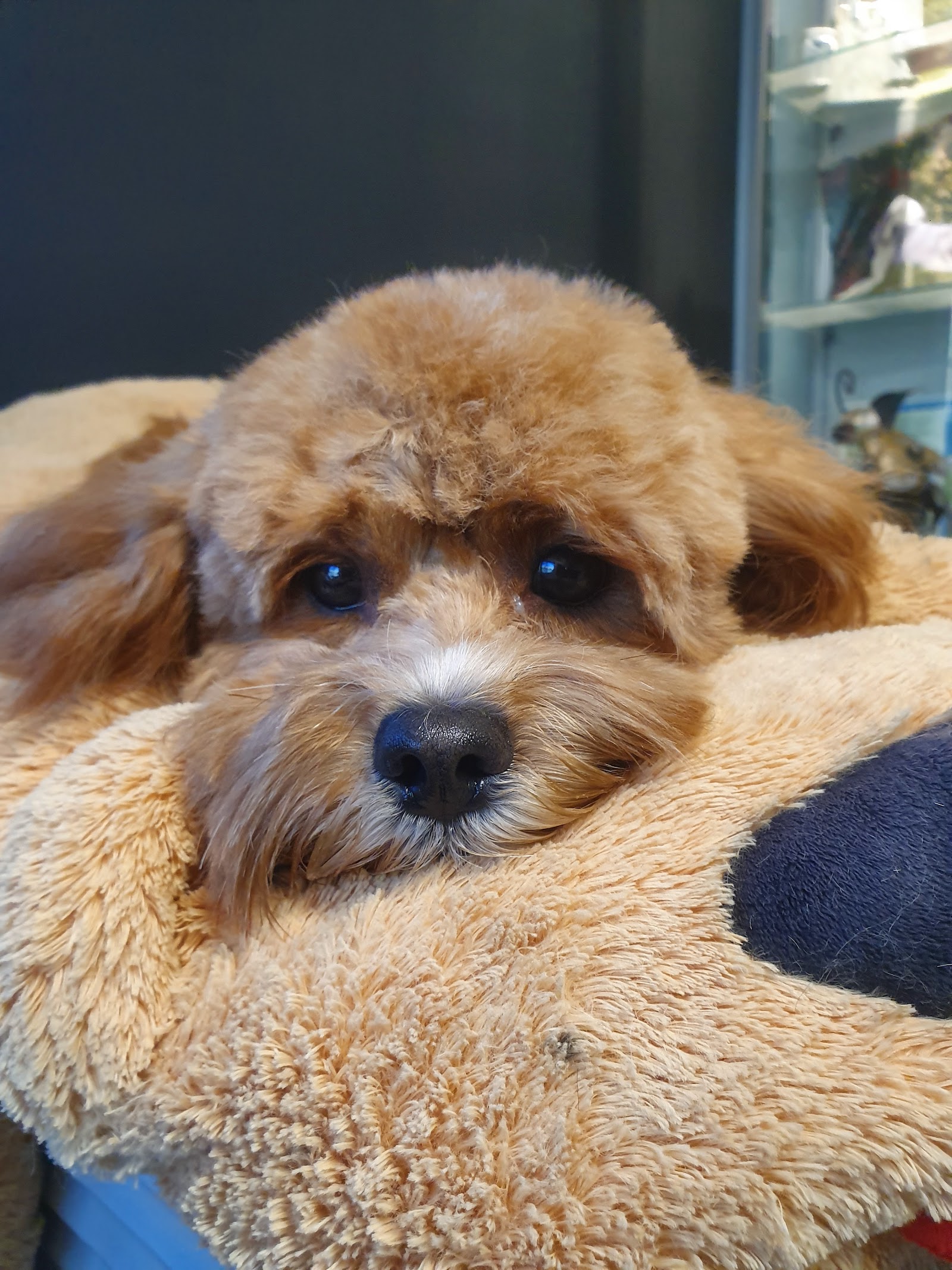 Lisa's dog grooming — Pet Groomers