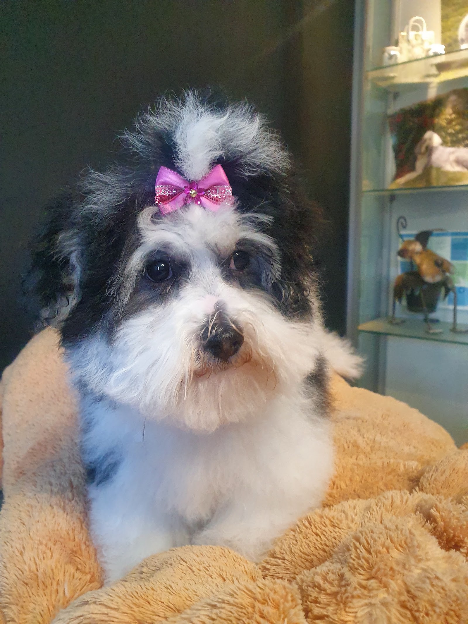 Lisa's dog grooming