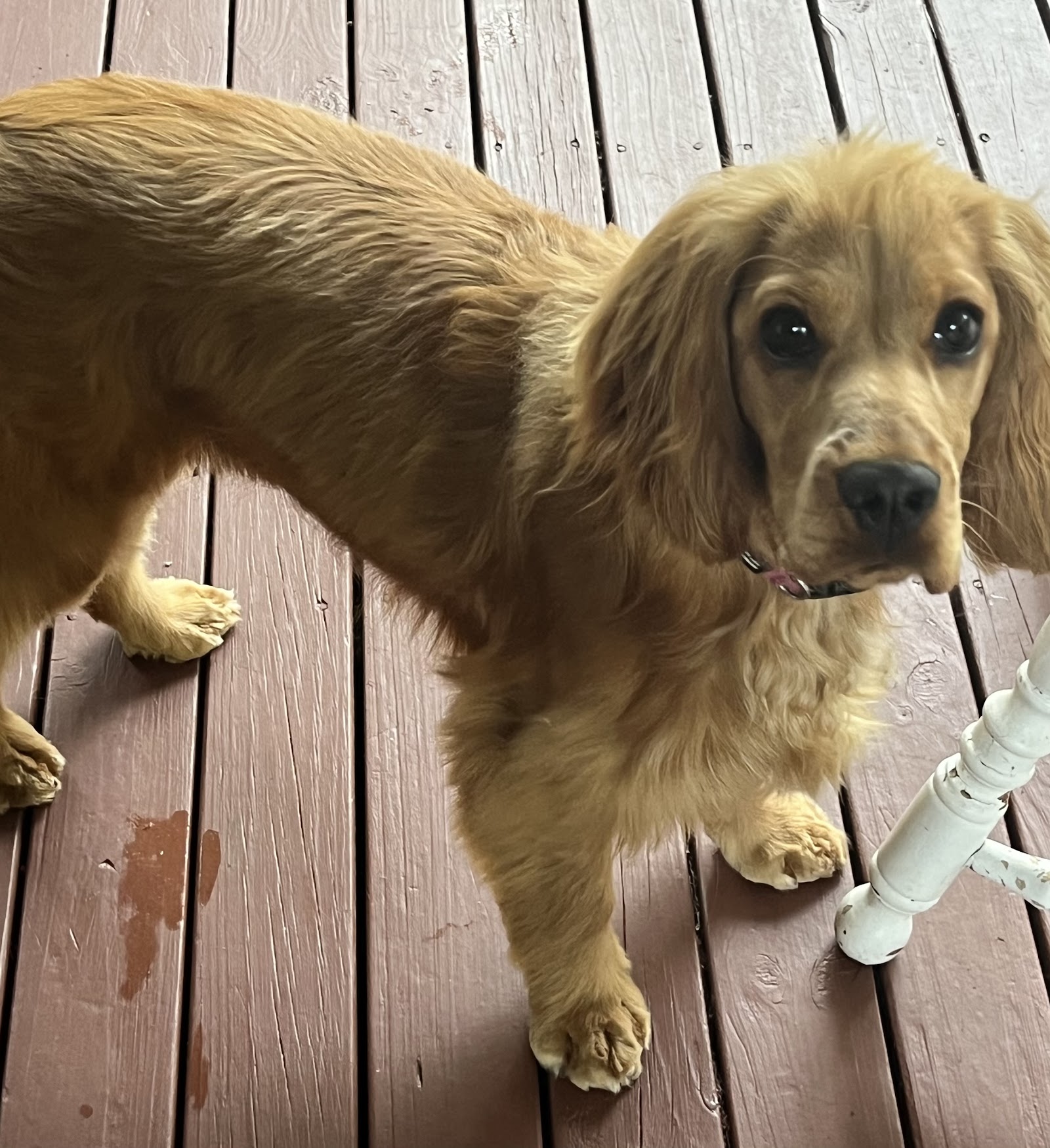 Lisa's dog grooming