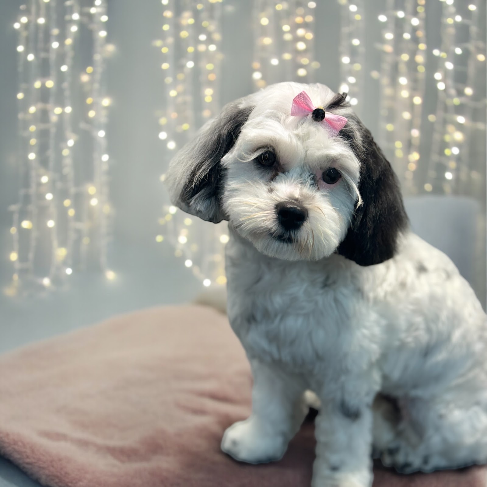 Pupalicious dog grooming — Pet Groomers
