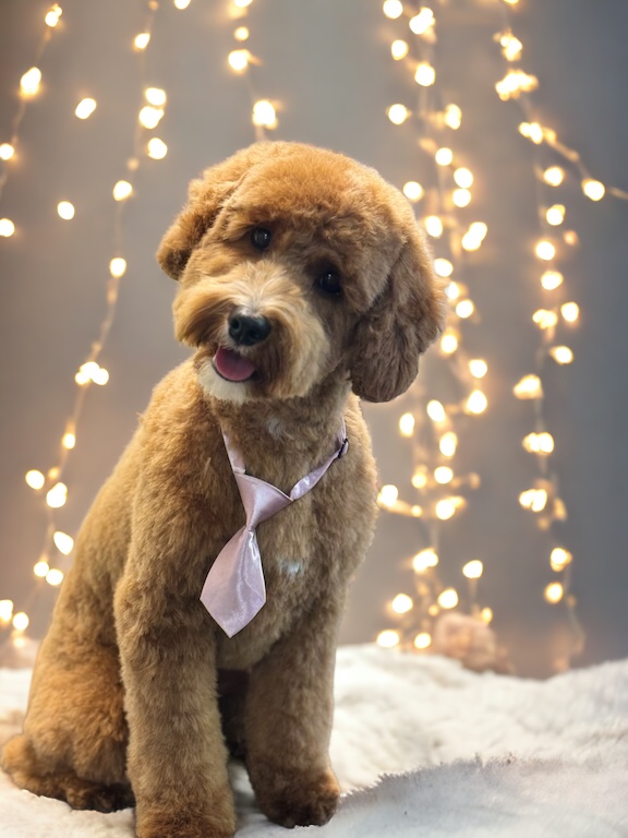 Pupalicious dog grooming