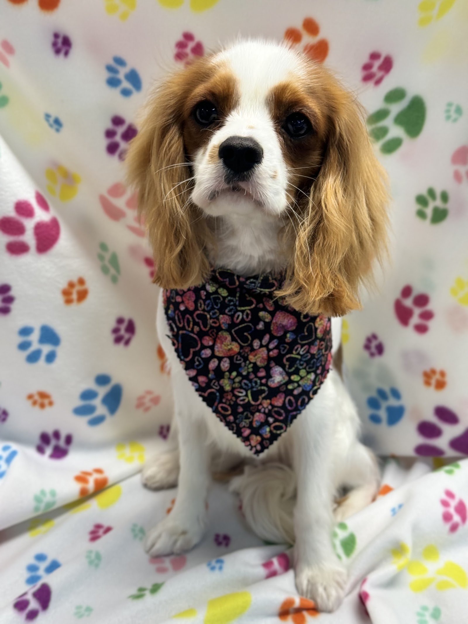 Pupalicious dog grooming