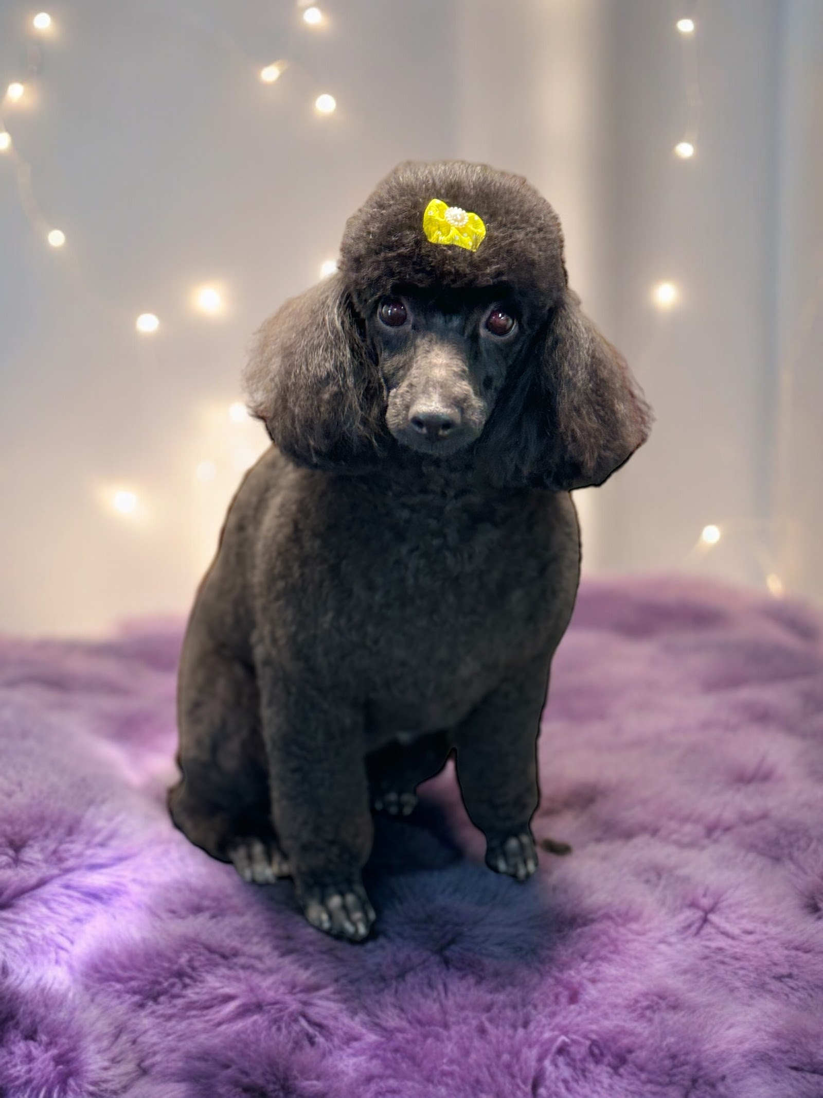 Pupalicious dog grooming