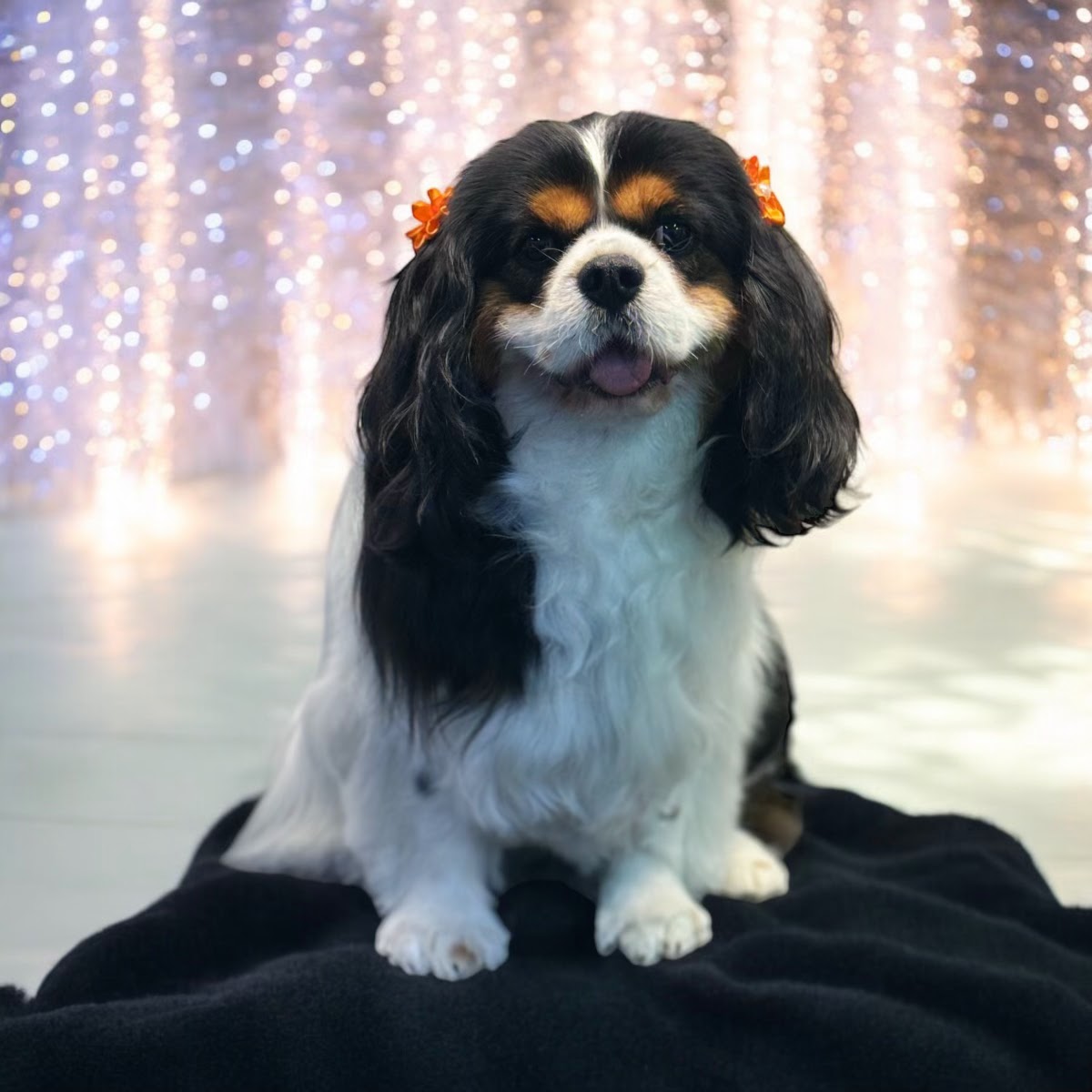 Pupalicious dog grooming