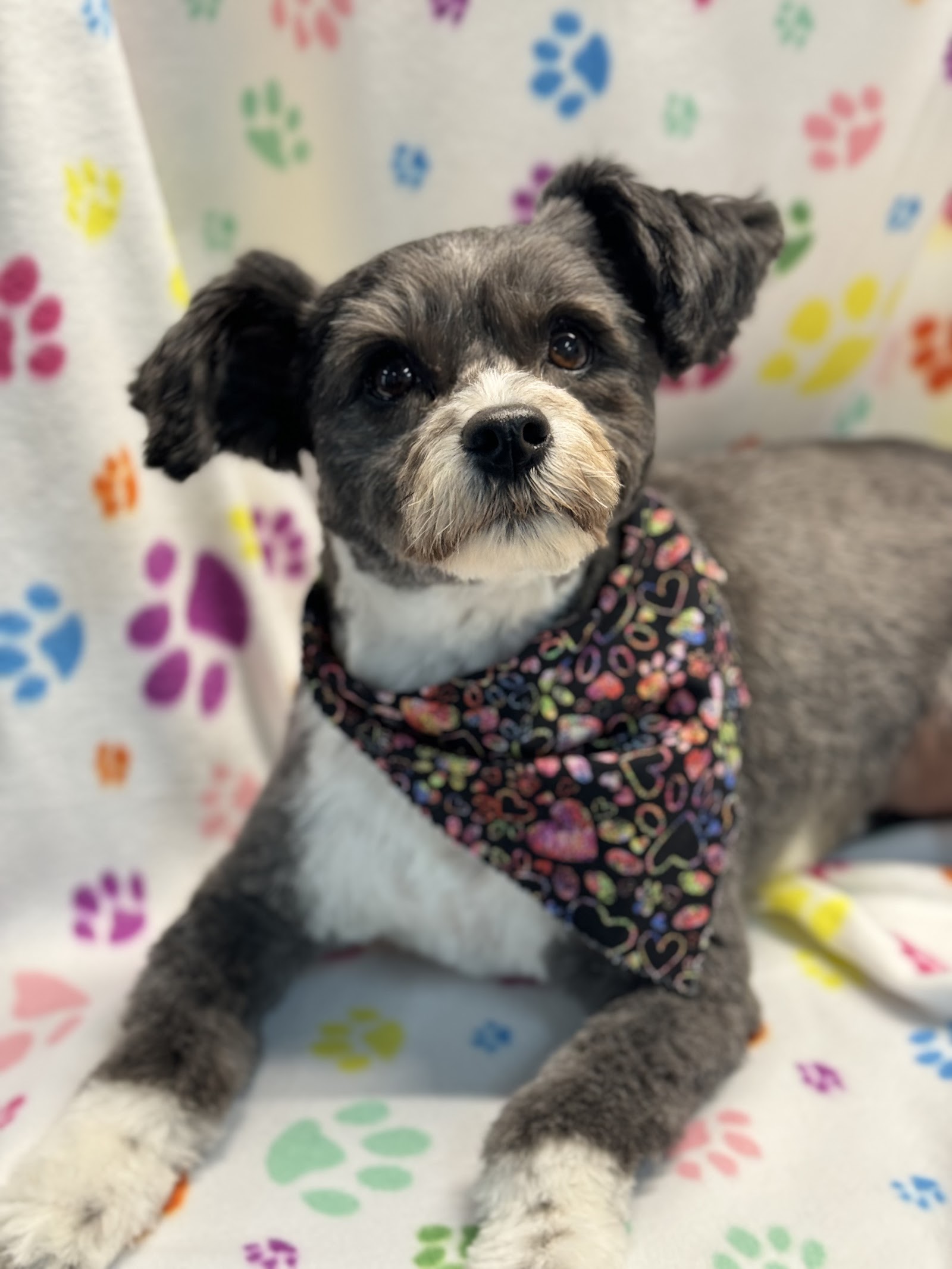 Pupalicious dog grooming