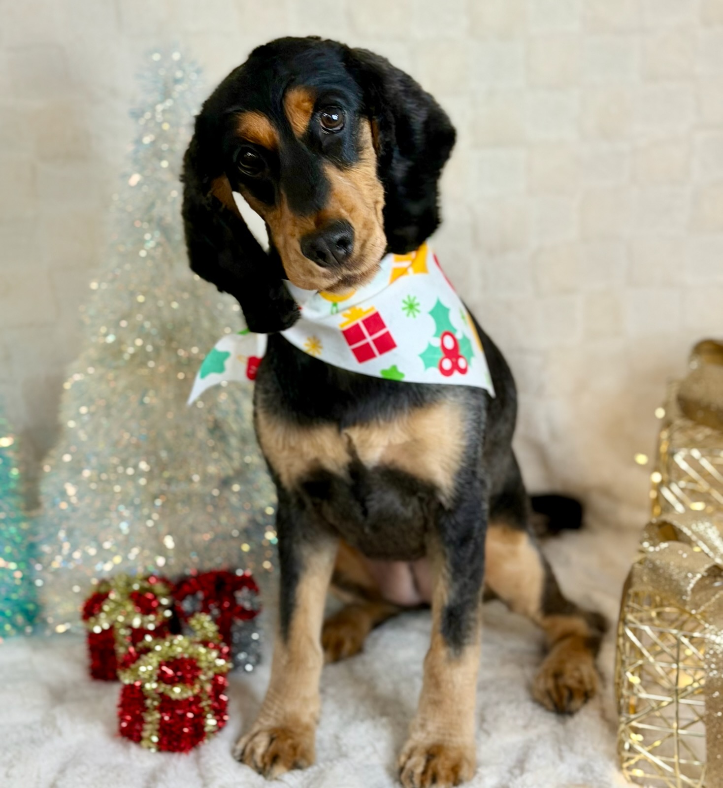 Pupalicious dog grooming