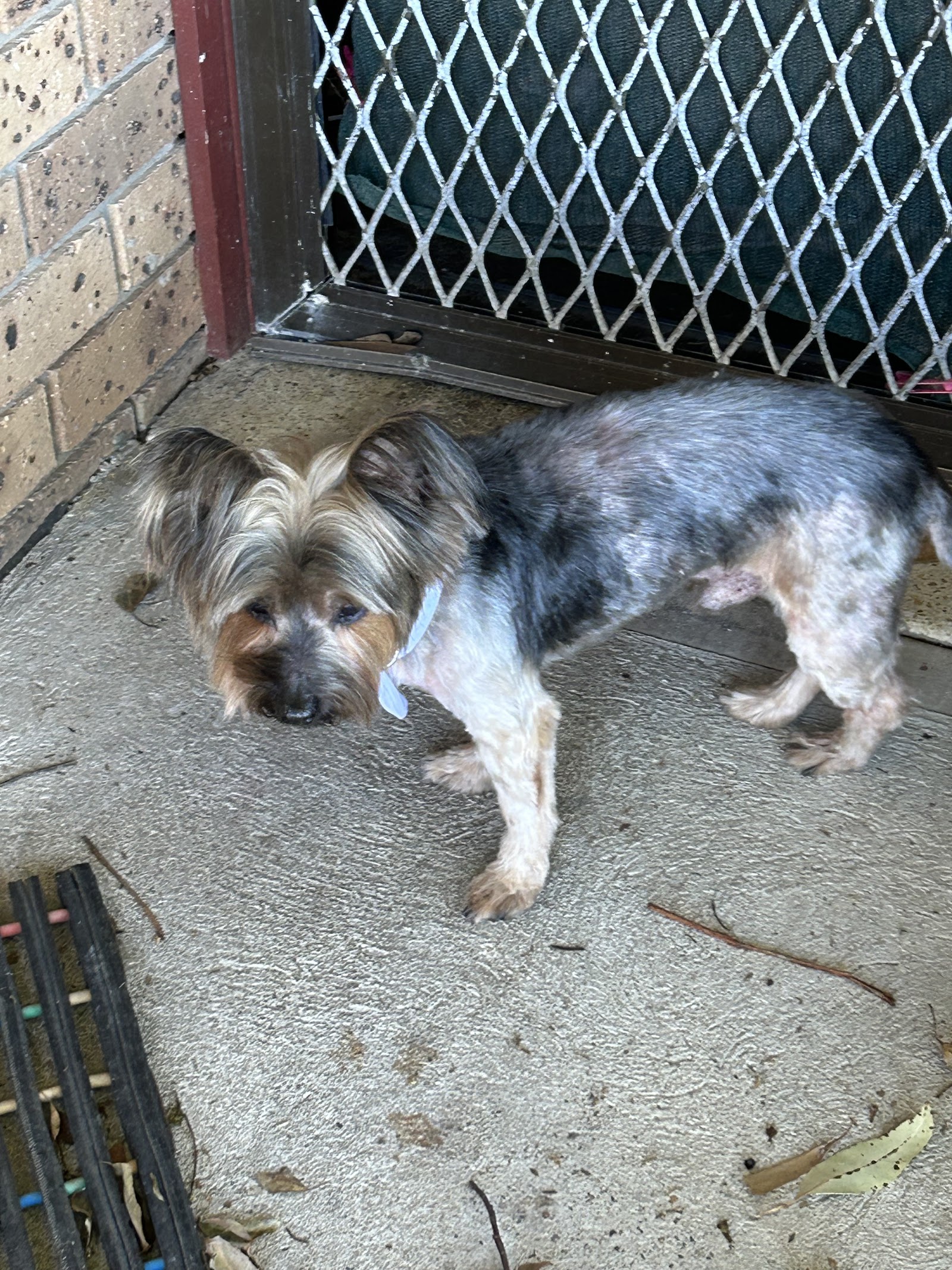 Pupalicious dog grooming