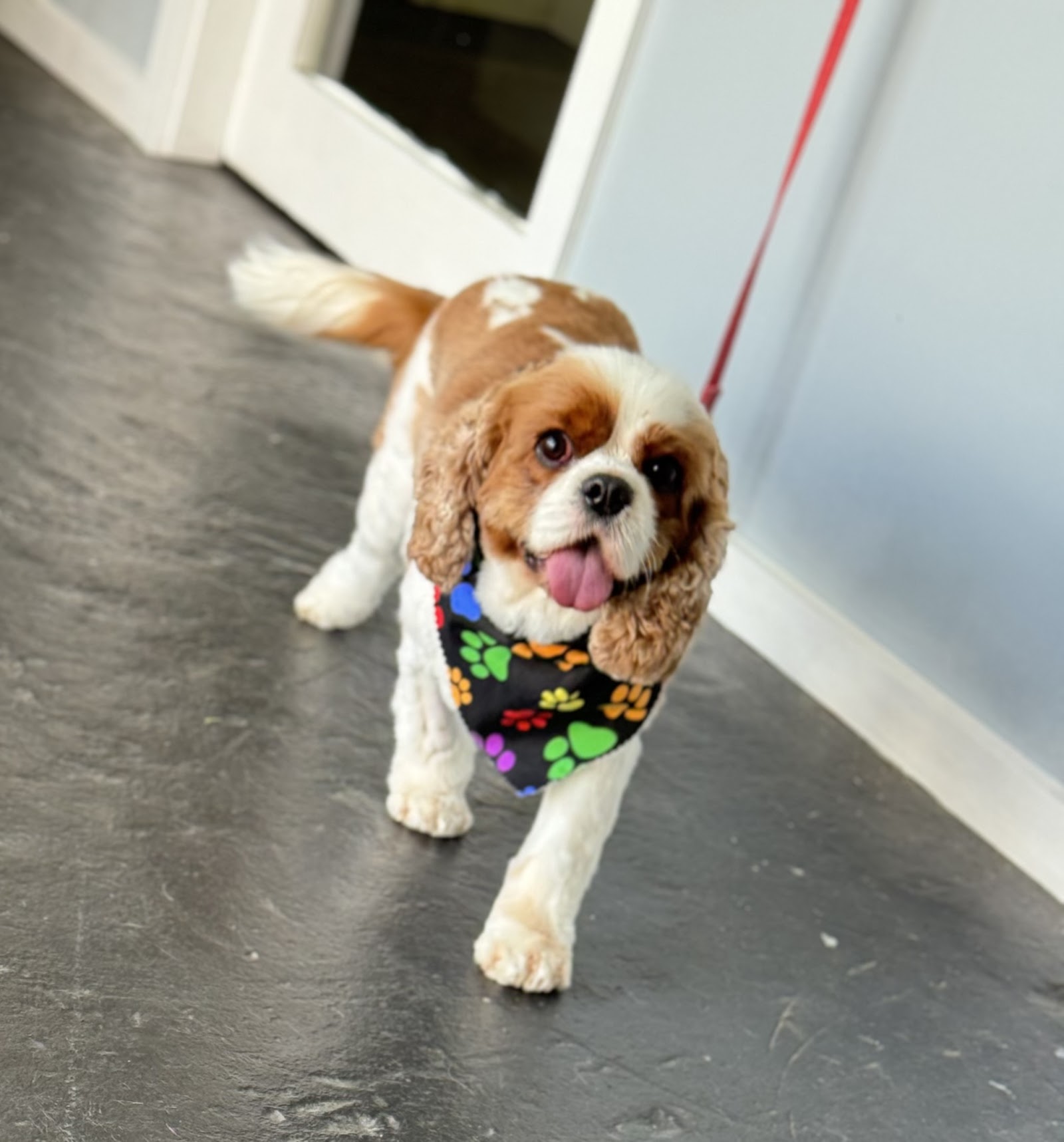 Pupalicious dog grooming