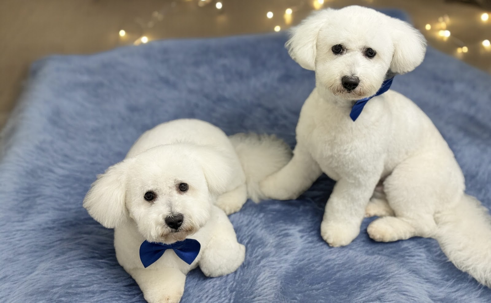 Pupalicious dog grooming